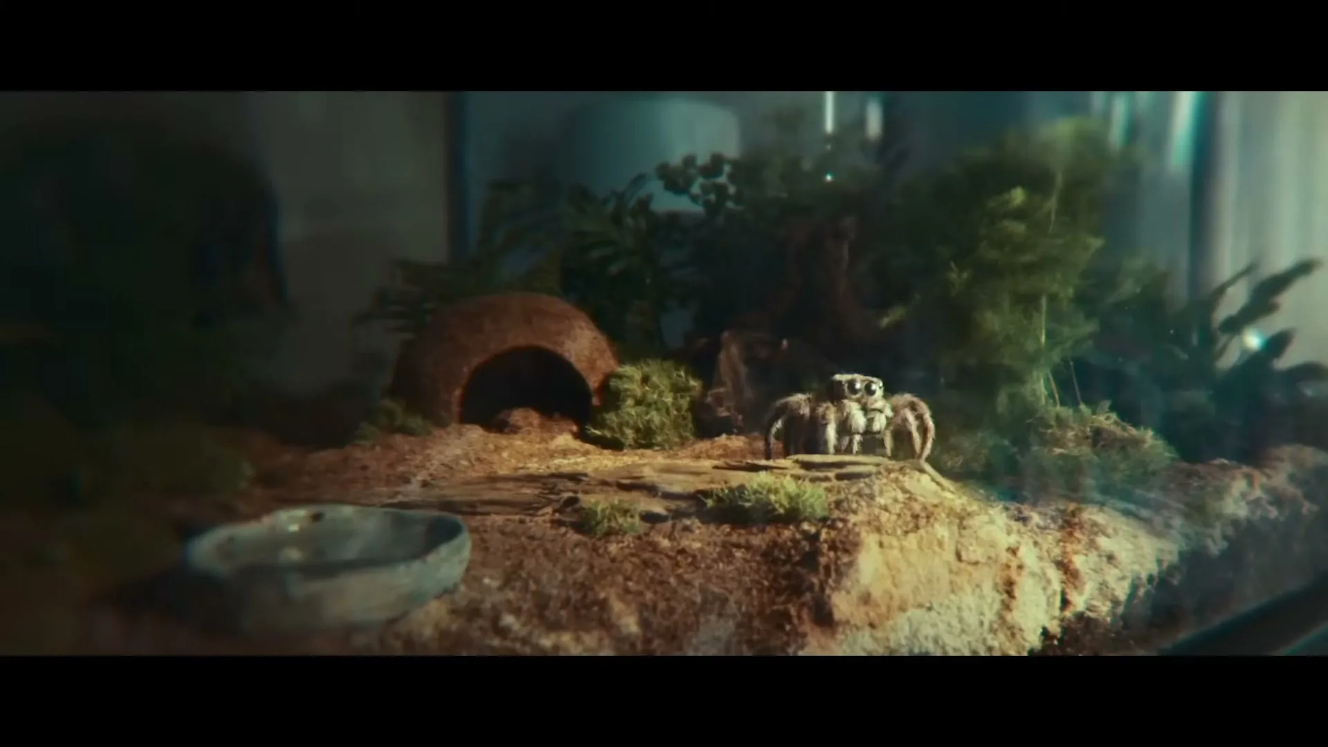 A small, furry jumping spider with large eyes sits in its terrarium, looking around with curiosity.