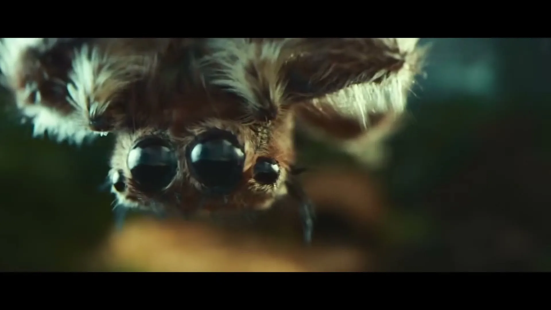 A macro shot of a spider's face, with its large, dark eyes and hairy body, as it hangs upside down against a blurred green background.