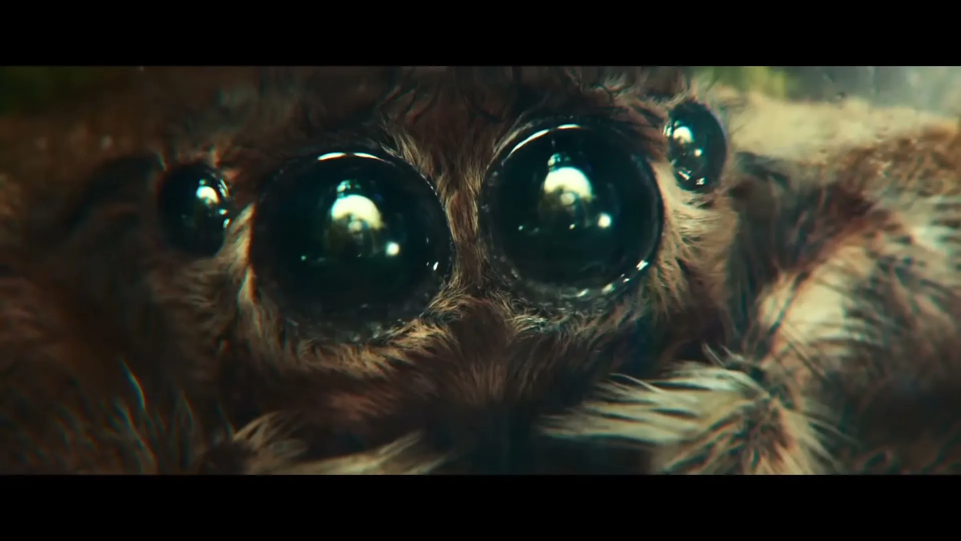 A macro shot of a spider's face, showing its large, reflective eyes and hairy body, as it looks forward.