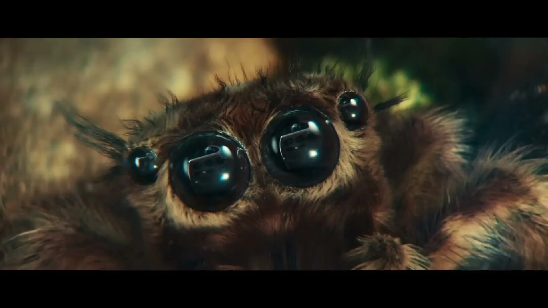 A macro shot of a fluffy brown spider's face, with its large, reflective eyes looking forward, in a natural setting.