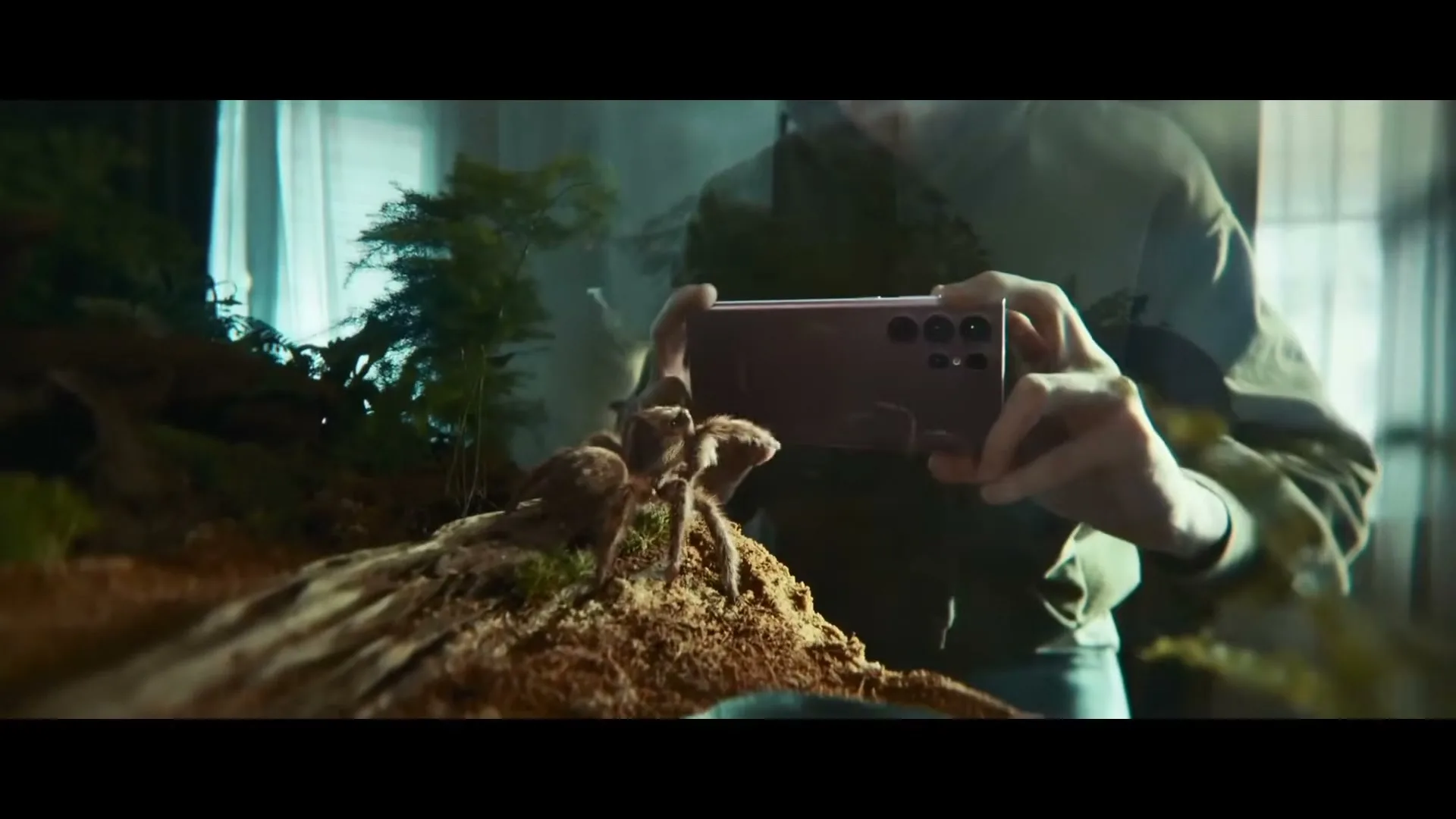 A person in a green hoodie holds a Samsung phone, filming a tarantula on a mossy log in a terrarium, with a window reflection visible.