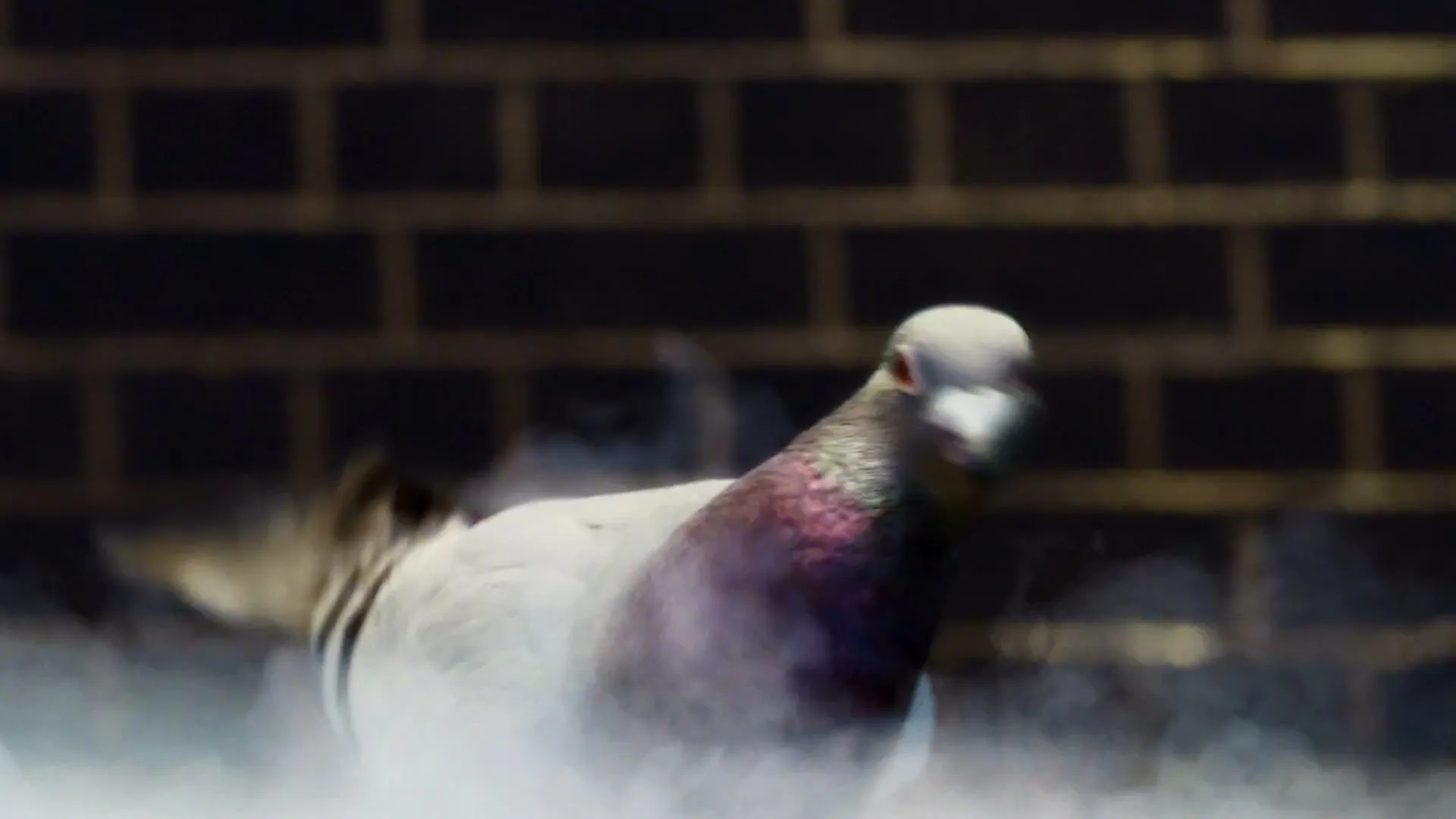 Virgin Money "Virgin Money: Pigeon" (2015) commercial still