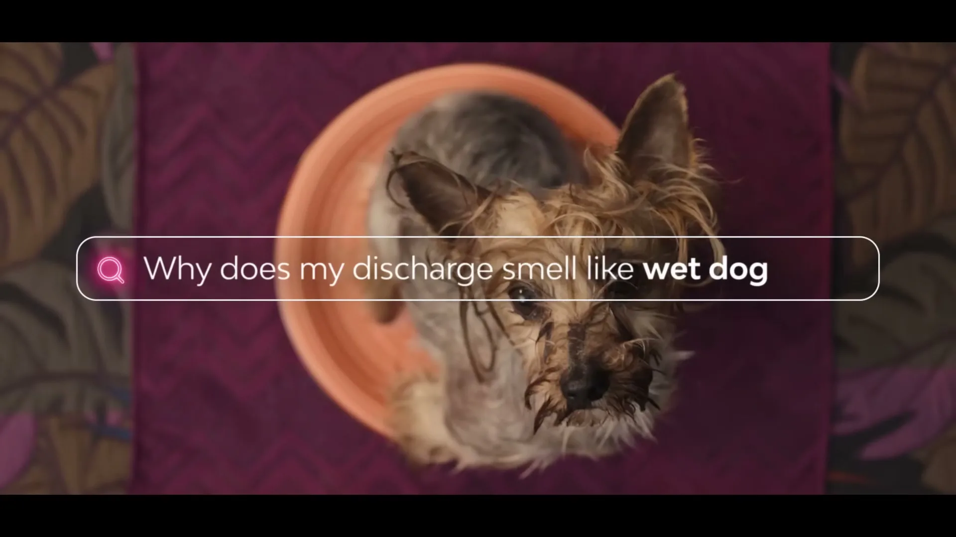A wet Yorkshire Terrier sits in an orange bowl, looking up at the camera, with a search bar overlay asking "Why does my discharge smell like wet dog?"