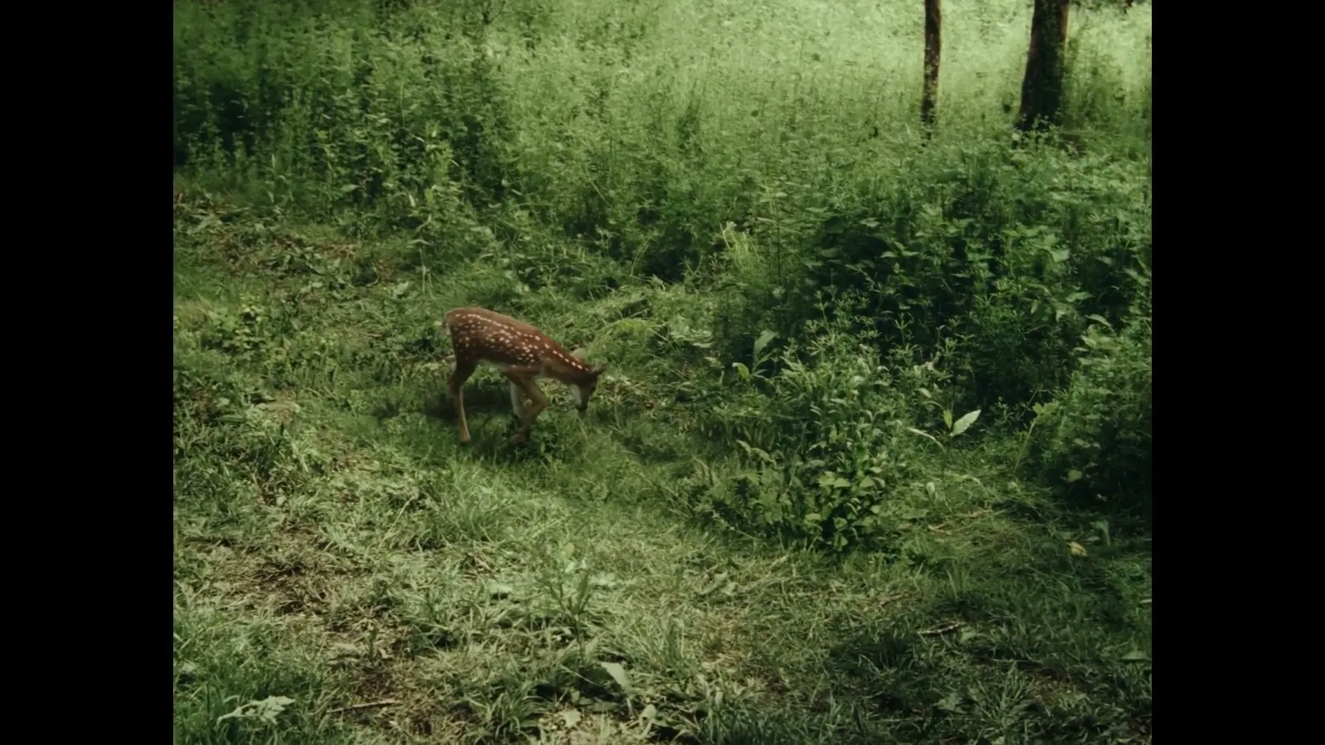 United Sense of America "The Fawn" (2024) commercial still