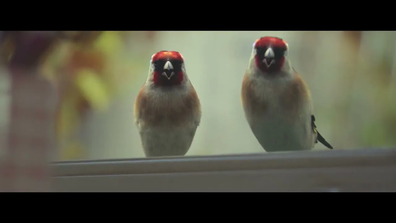 Domino's "Pizza Birds" (2014) commercial still