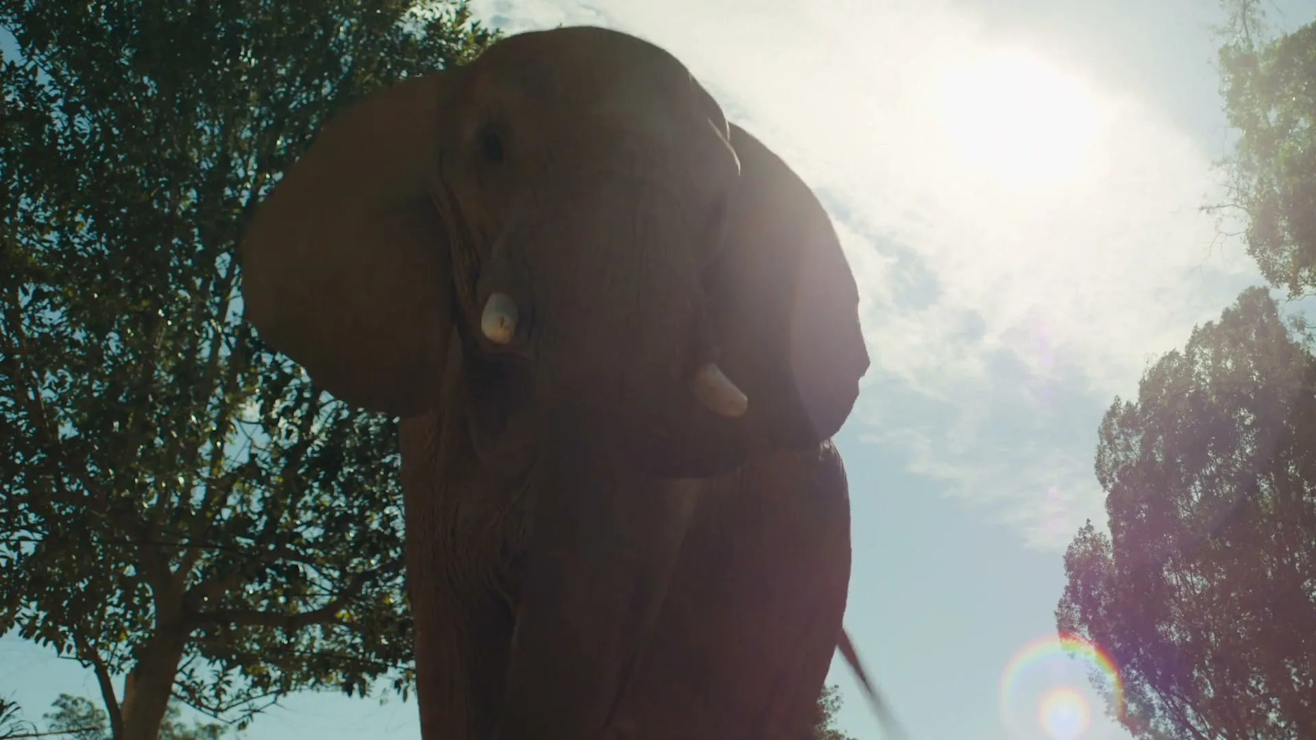 San Francisco Zoo “This is Huge - Elephant Valley Opens March 5th - 30” (2026), frame 4