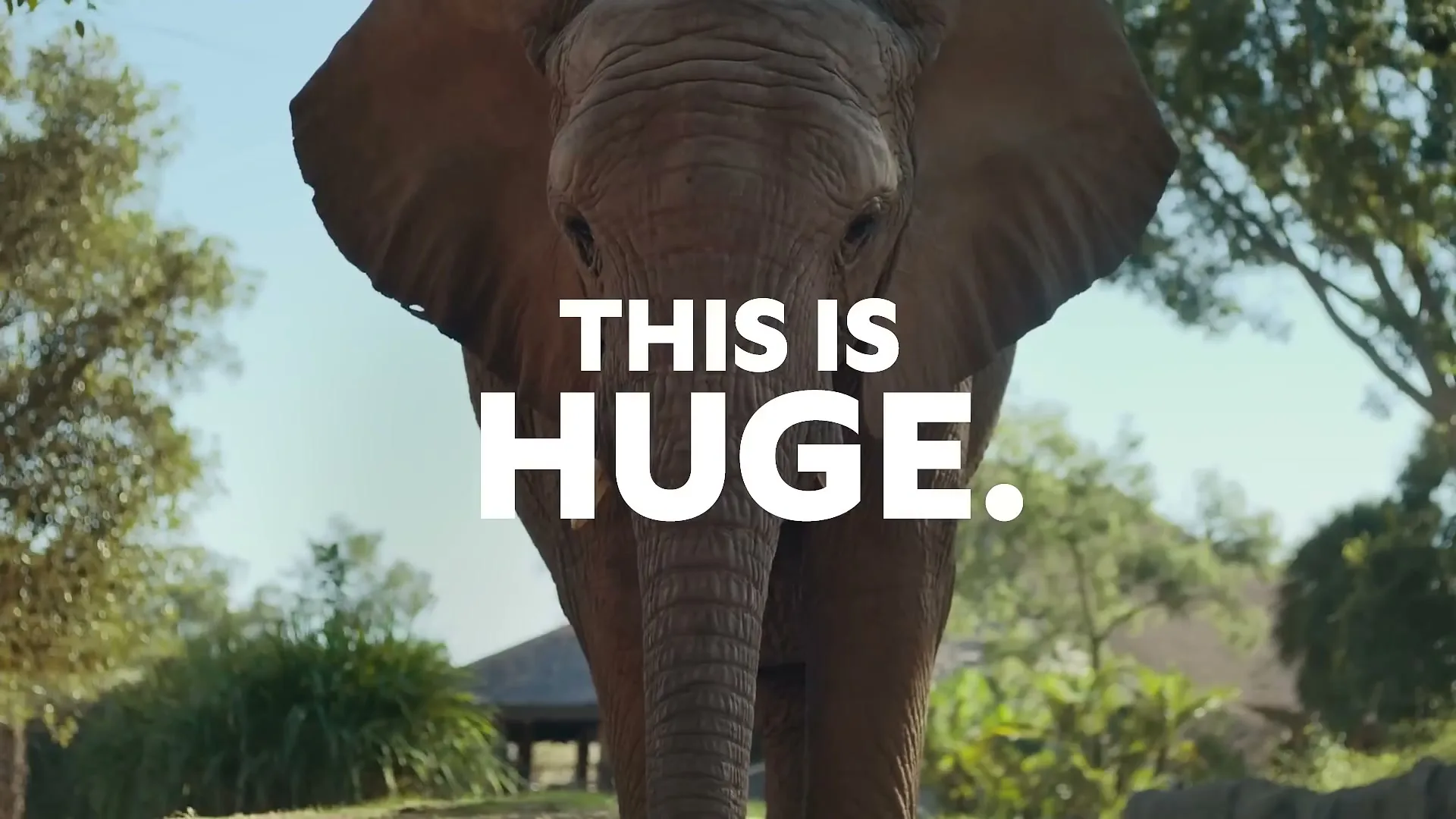 San Francisco Zoo “This is Huge - Elephant Valley Opens March 5th - 15” (2026)