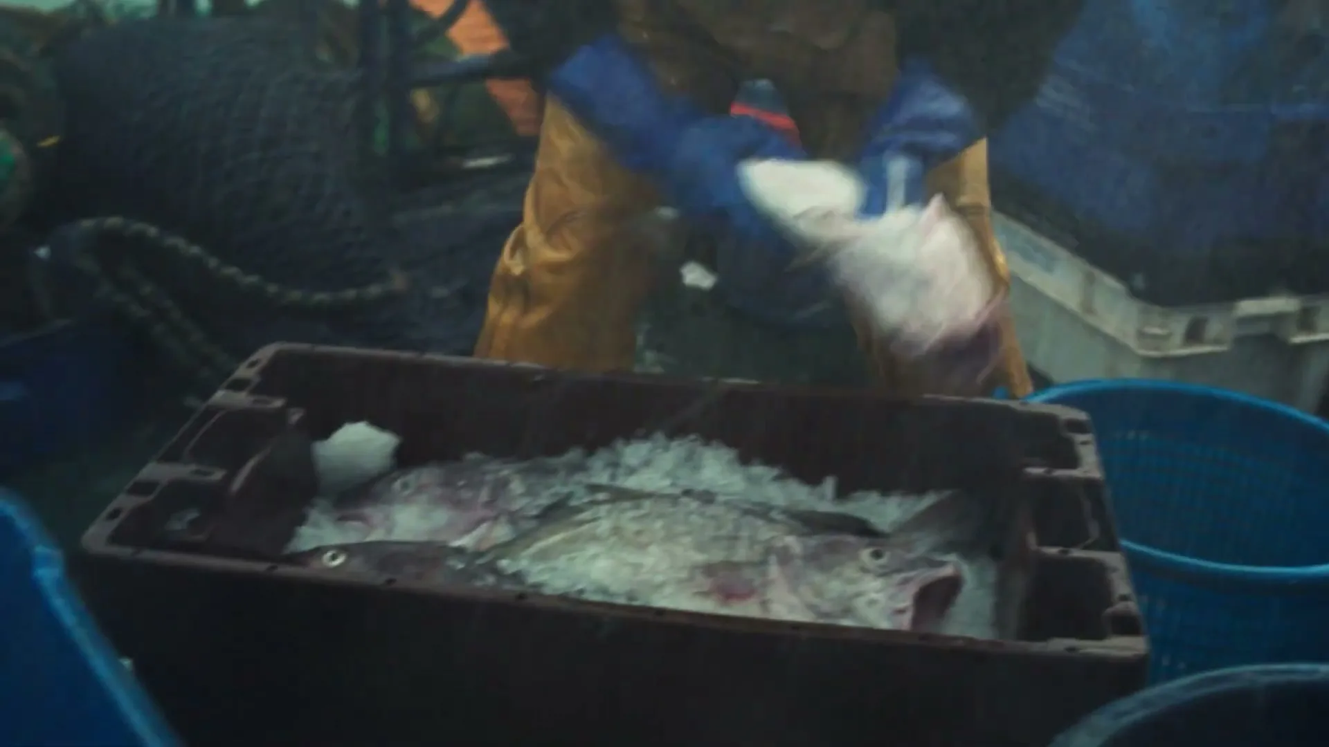 A person in yellow waterproofs and blue gloves places freshly caught fish onto a bed of ice in a crate on a fishing boat.
