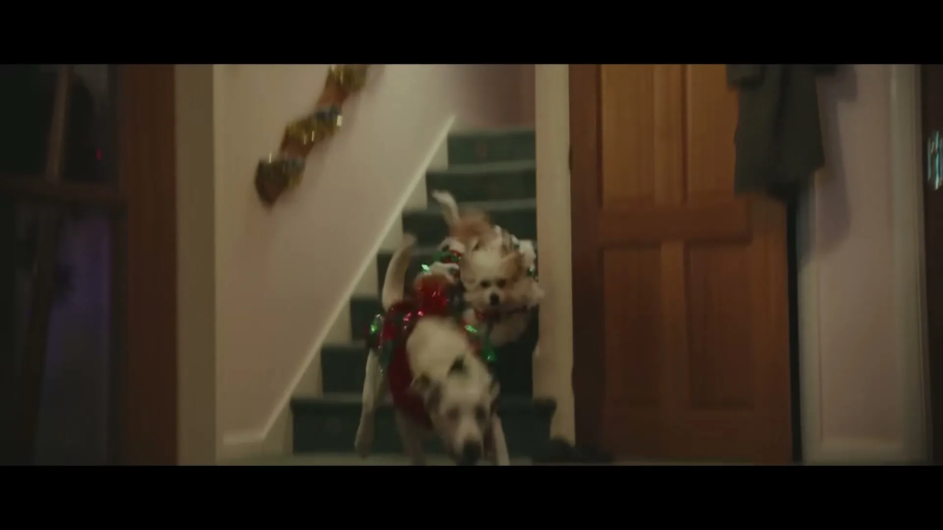 Two small dogs wearing festive outfits run down a carpeted staircase in a decorated home during Christmas.