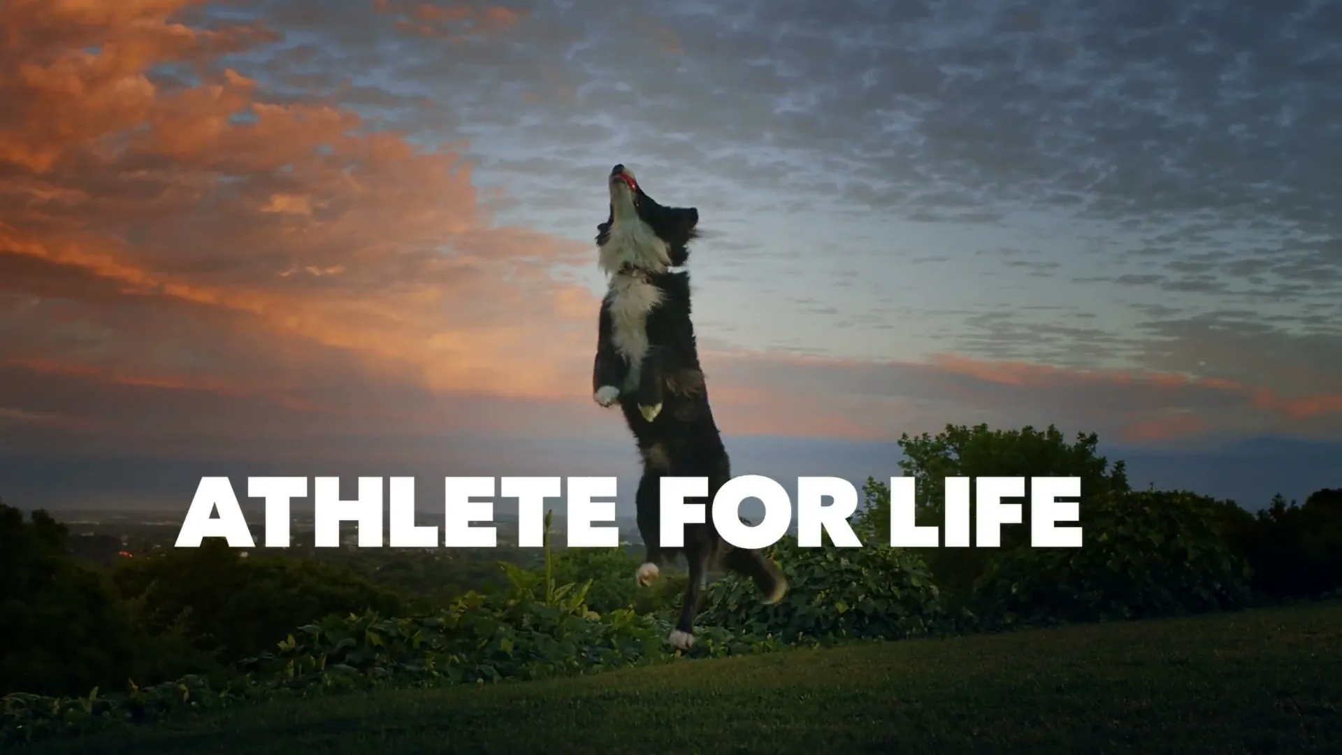 IAMS "Athlete For Life" (2024) commercial still