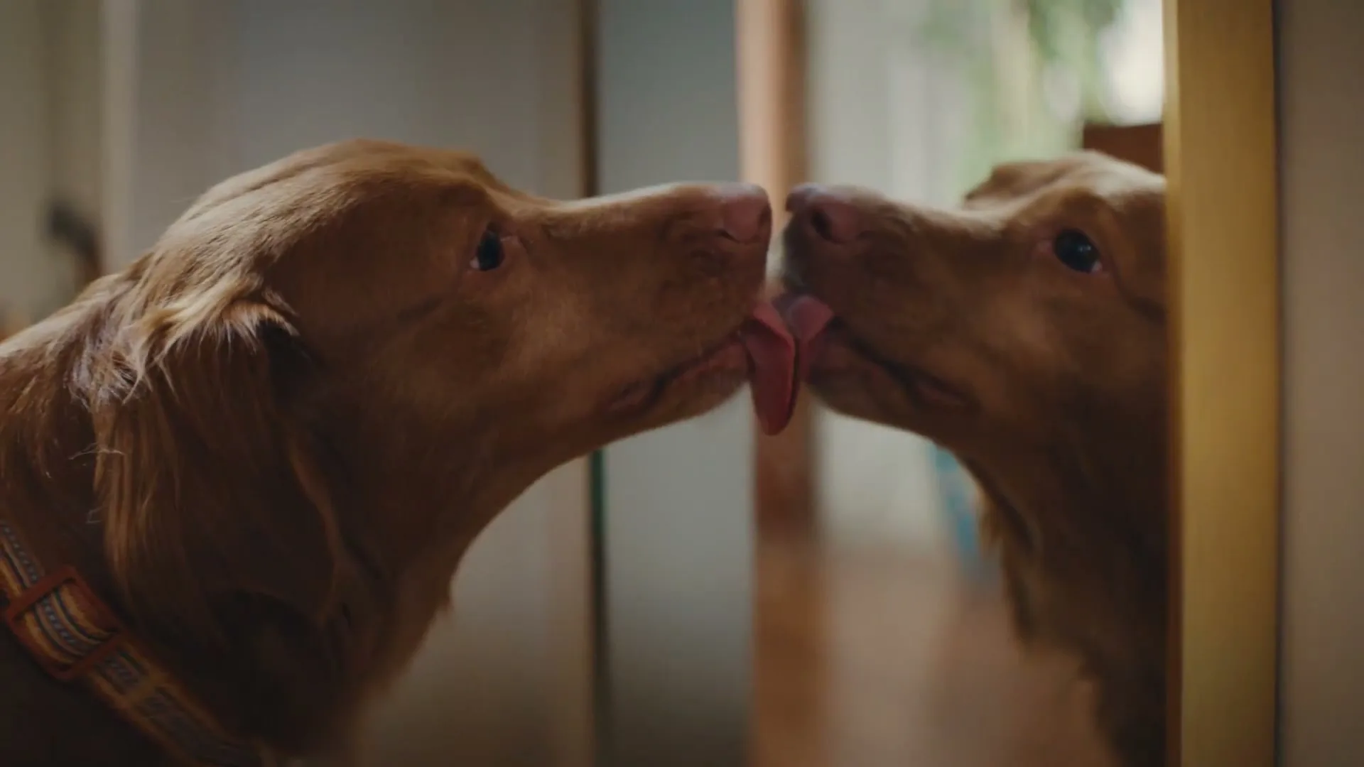 Petco “Grooming” (2024)
