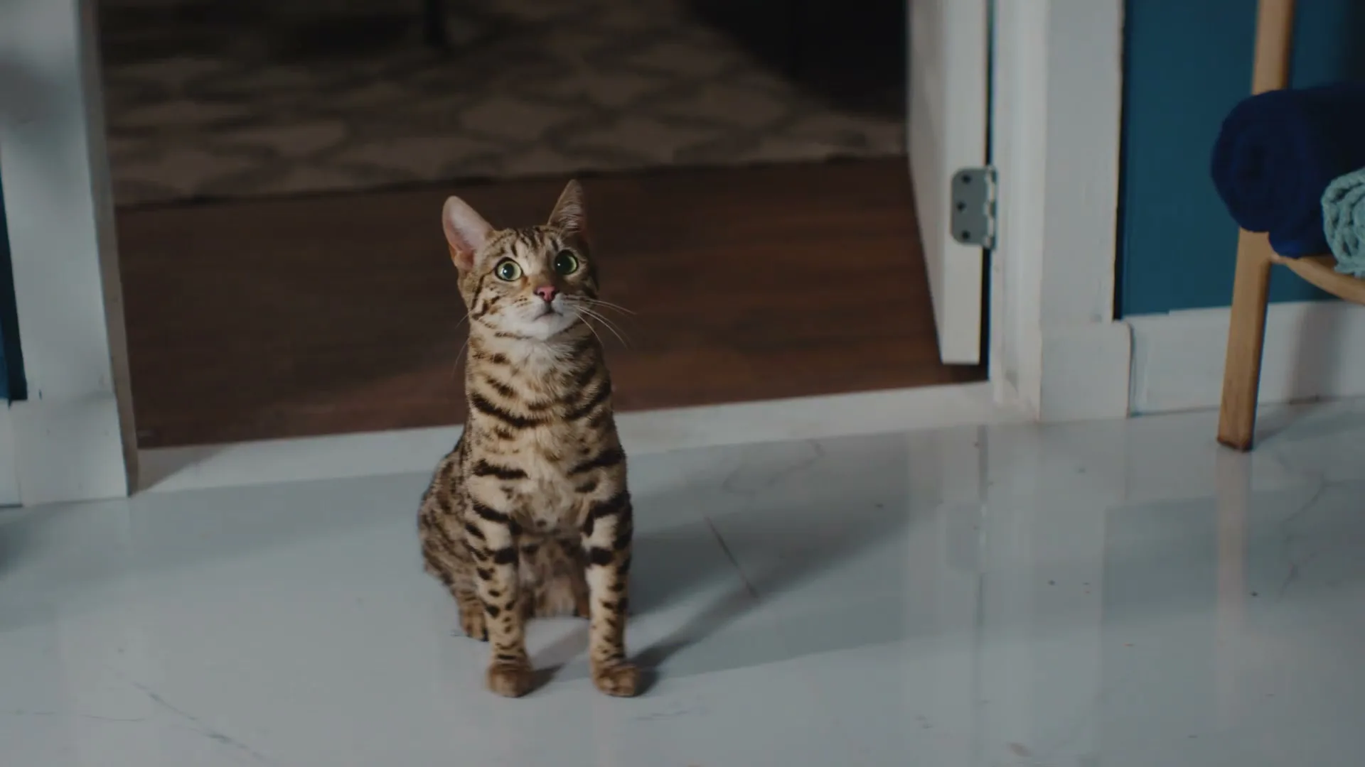 Petco “Shower” (2024)