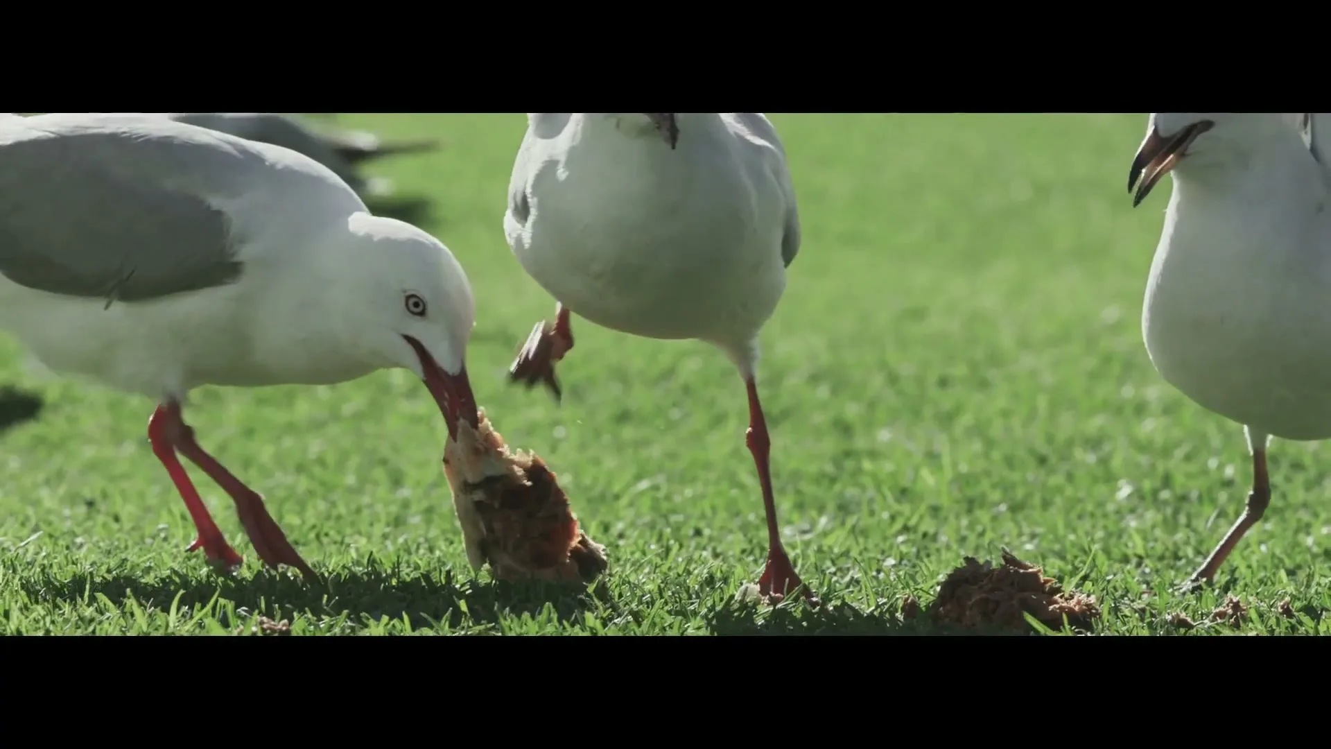 TAB "Requiem for a Pie" (2023) commercial still