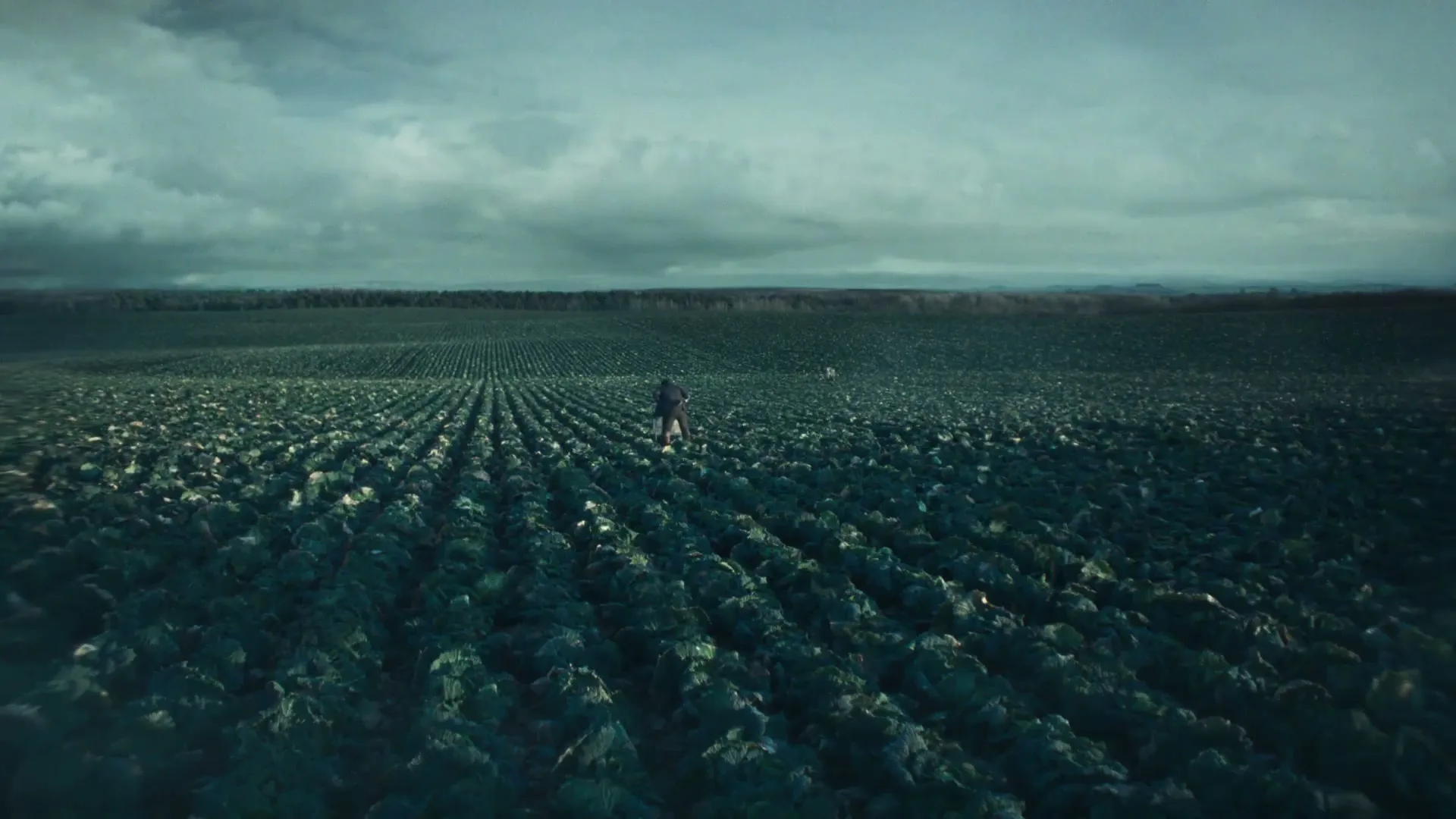 A lone farmer in dark clothes walks through a vast field of green cabbage under a dramatic, cloudy sky.