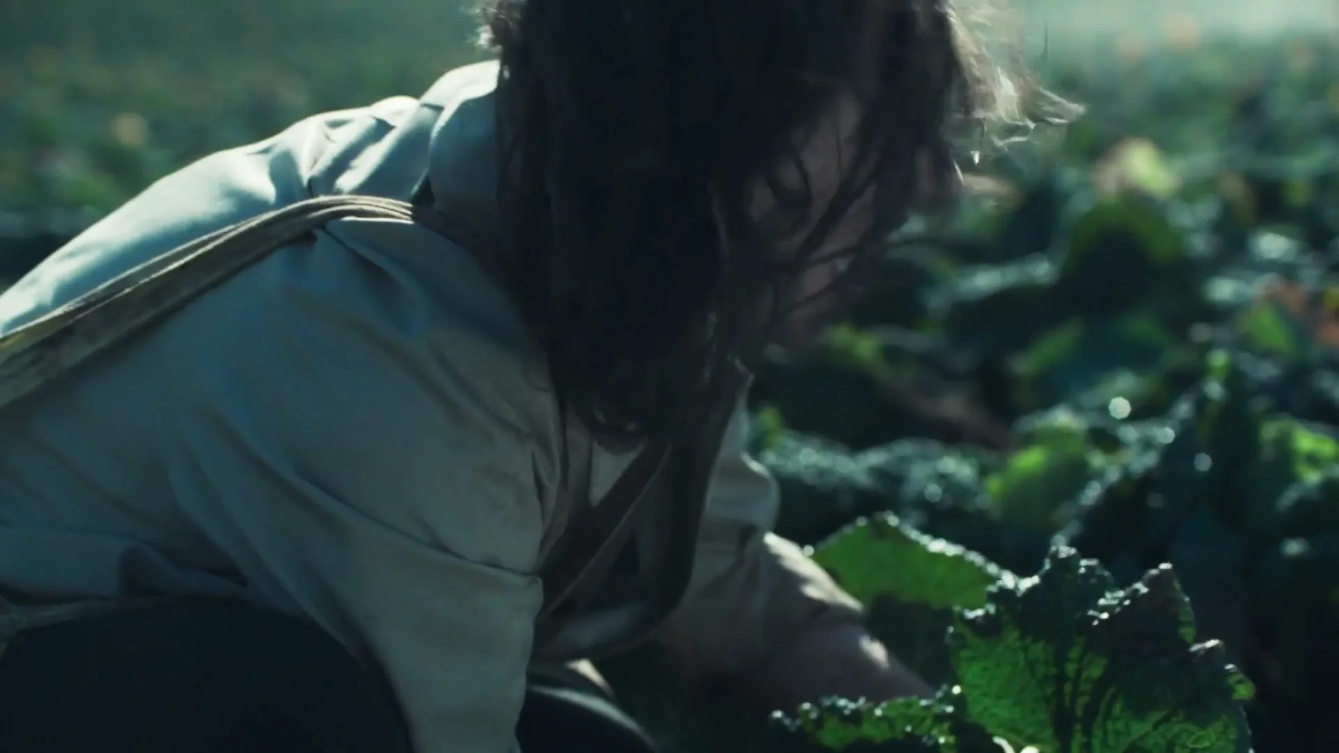 A person with dark hair and a light-colored jacket crouches down, harvesting leafy green vegetables in a field during the day.