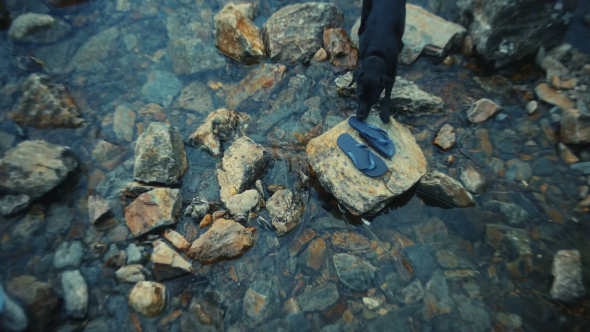 A black dog stands on a rock in a shallow stream, looking at a pair of blue flip-flops next to it.