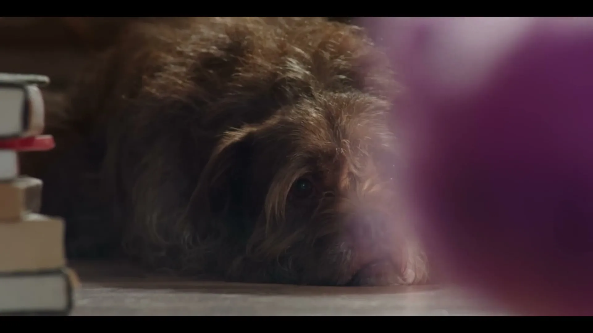 A scruffy brown dog with sad eyes lies on a wooden floor next to a stack of books, looking towards the camera.