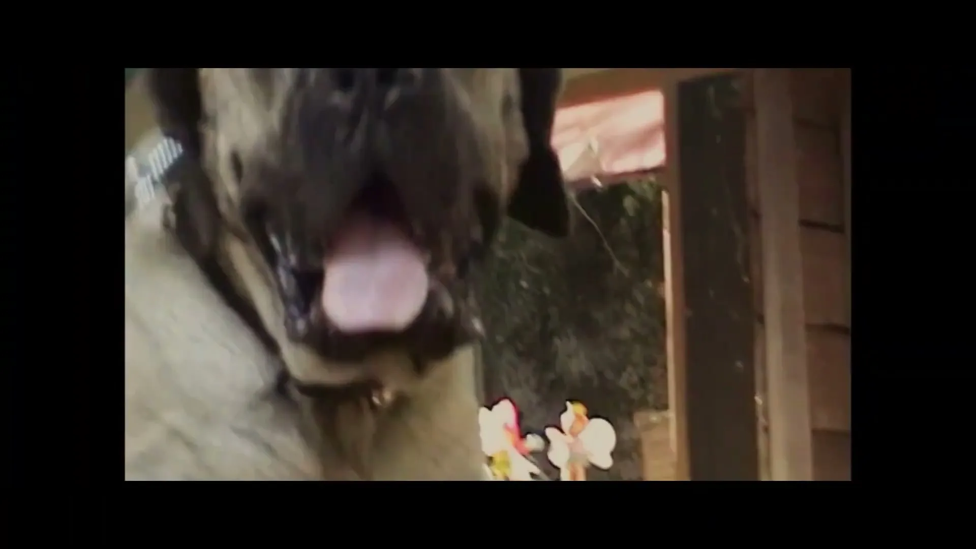 The Farmer's Dog “The Girl's Dog” (2026)