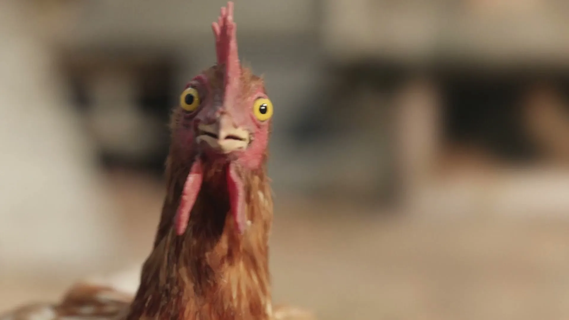 Twix "Chickens" (2023) commercial still