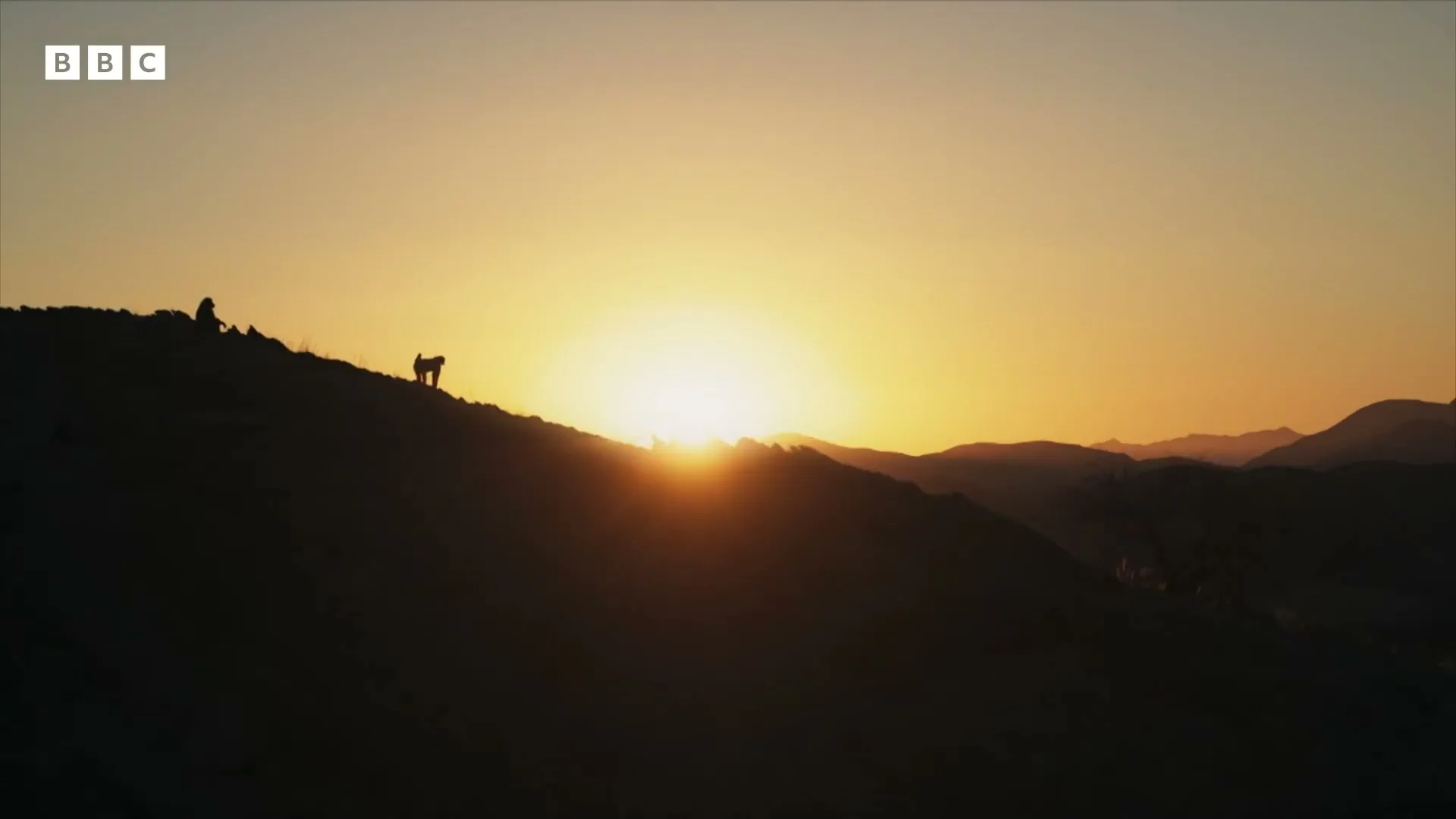 A wide shot of a baboon and another animal silhouetted against a bright orange sunset over a desert mountain range.