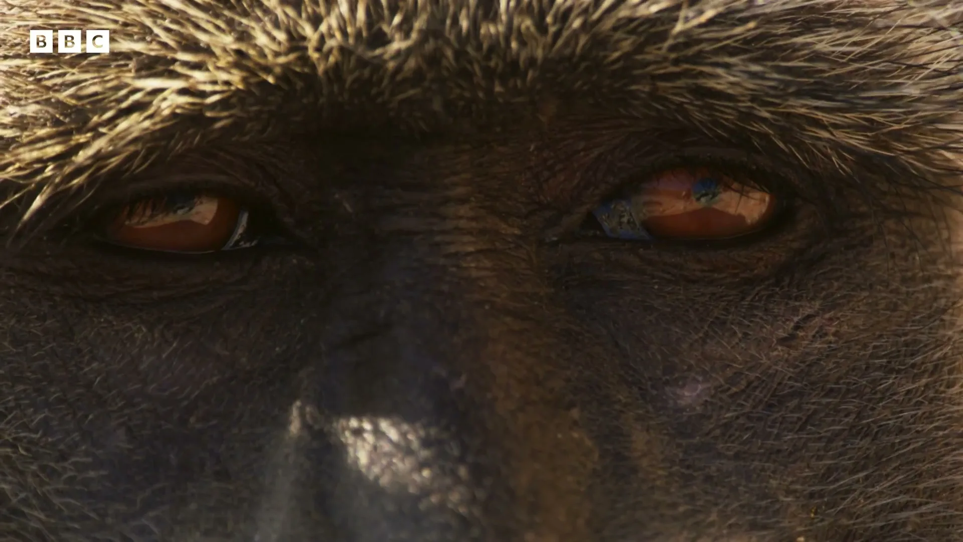A baboon's face is shown in extreme closeup, with its eyes reflecting a blue sky and clouds, in a natural outdoor setting.