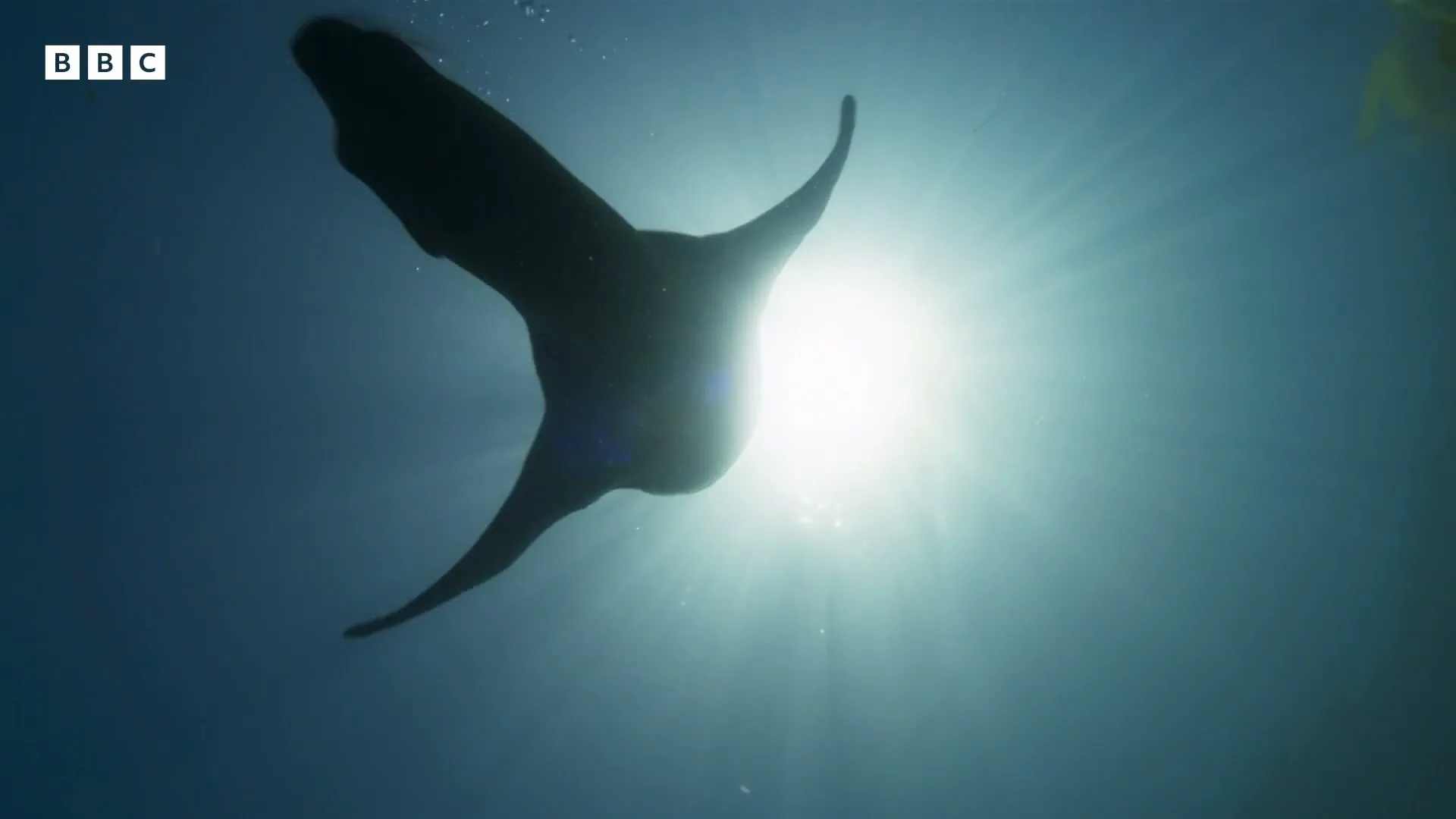 A seal swims underwater, silhouetted against the bright sun, with its tail visible as it moves through the blue water.