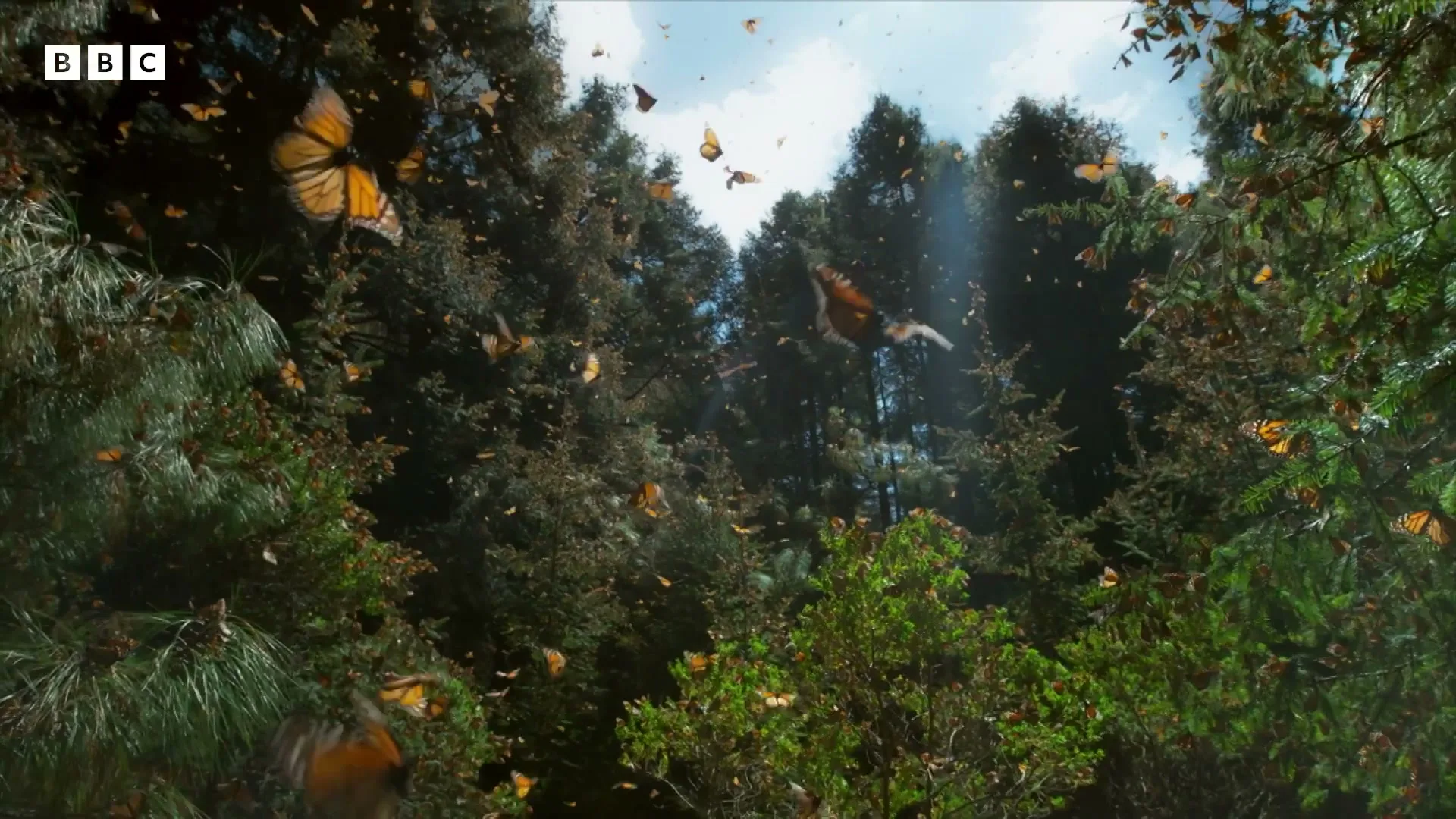 Hundreds of monarch butterflies with orange and black wings fly through a dense forest with tall green trees under a bright sky.