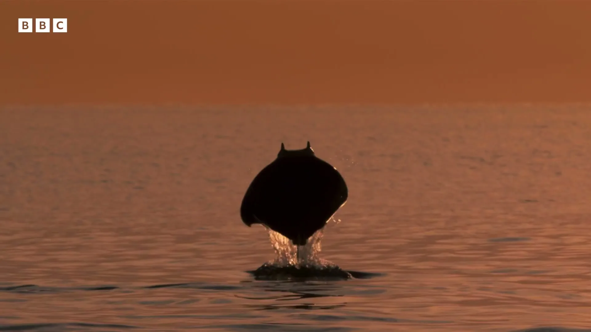 A manta ray leaps out of the water, silhouetted against an orange sky at sunset, creating a splash in the ocean.