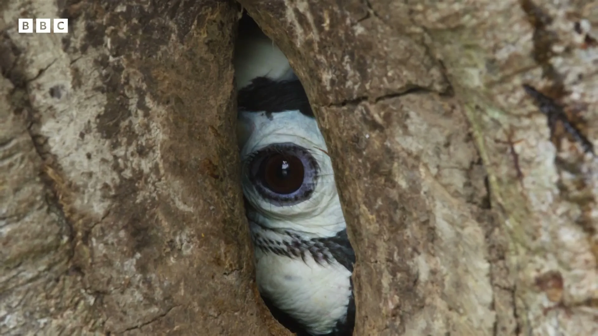 A bird's eye, with a dark pupil and light blue iris, peeks out from a dark hole in a tree trunk, with rough brown bark.