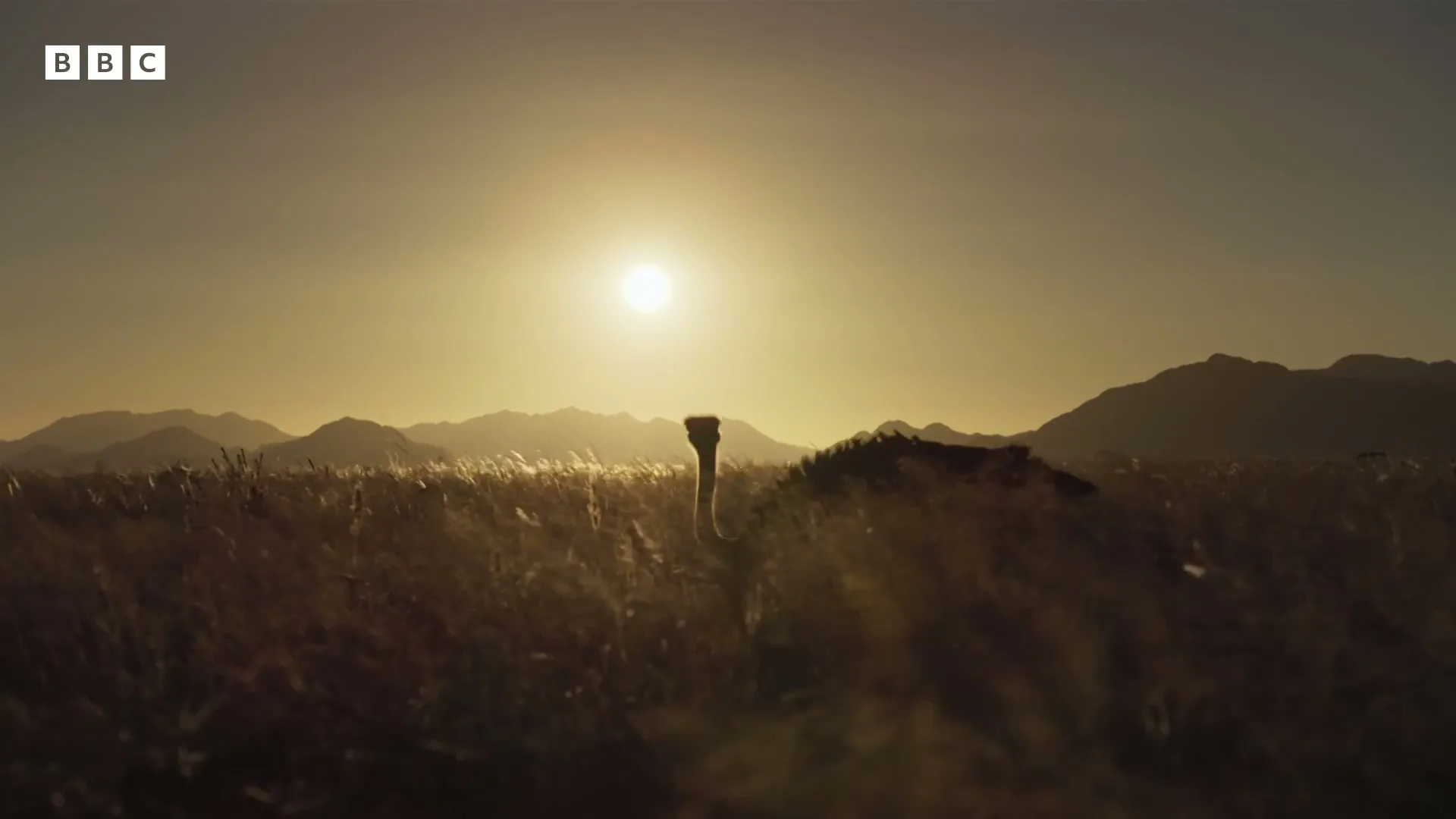 An ostrich's head and neck emerge from tall grass in a wide shot, silhouetted against a bright sunset over mountains.