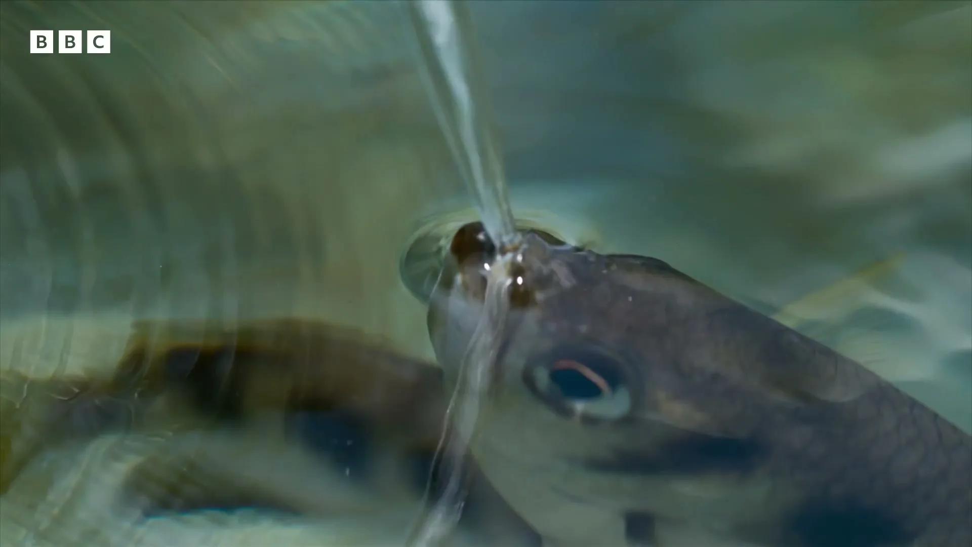A fish with a dark body and a red eye is seen in a closeup shot, with a stream of water hitting its mouth in an aquarium.