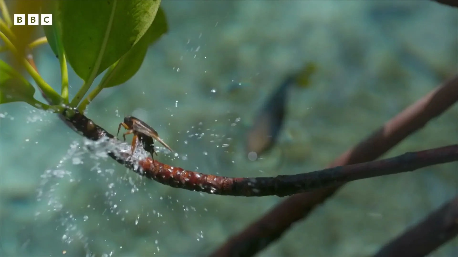 A small brown insect on a branch spits water, with a fish swimming in the clear water below, in a sunny natural environment.
