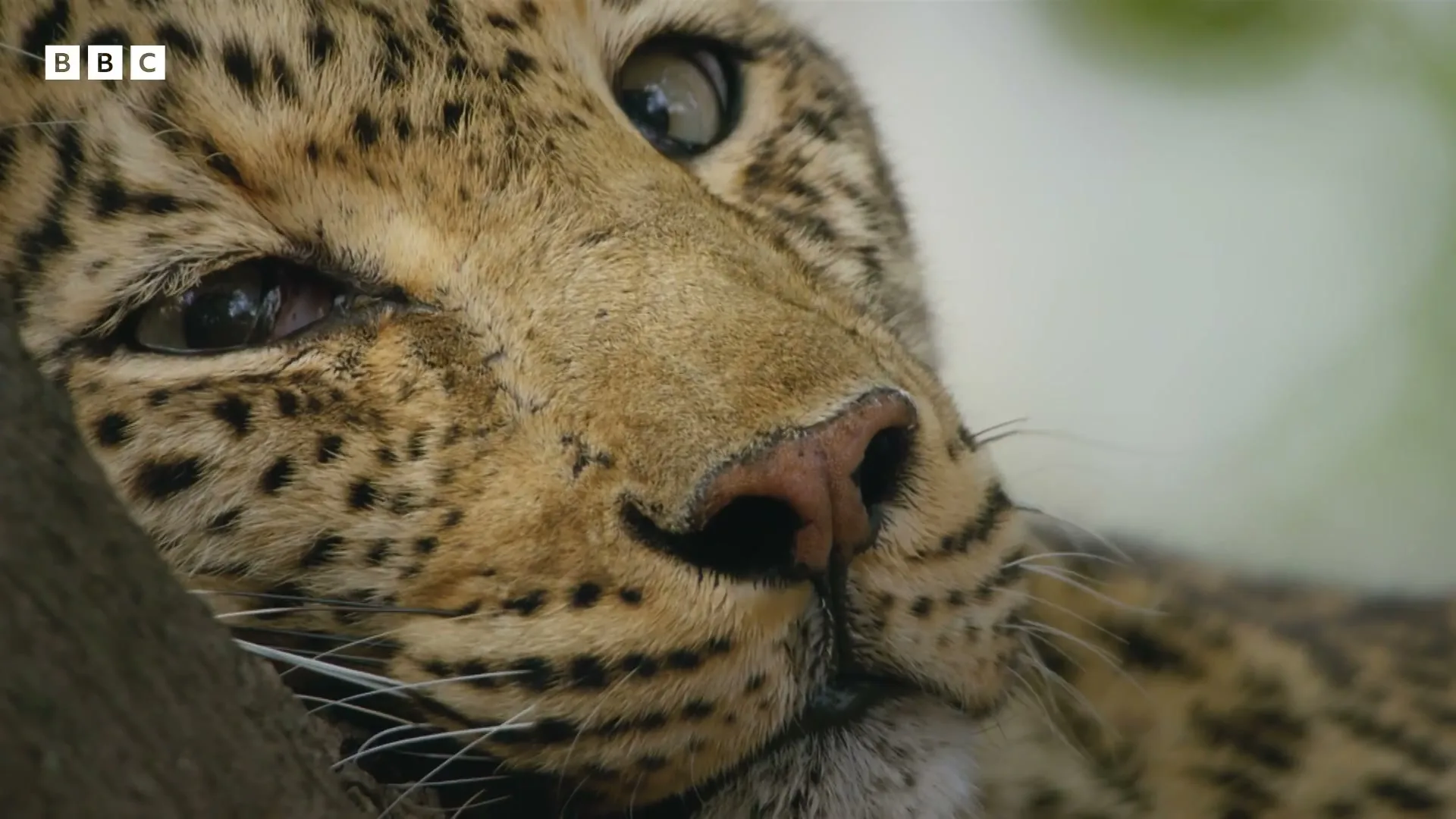 A leopard with spotted fur and whiskers rests its head, looking up and to the right, in a natural outdoor setting.