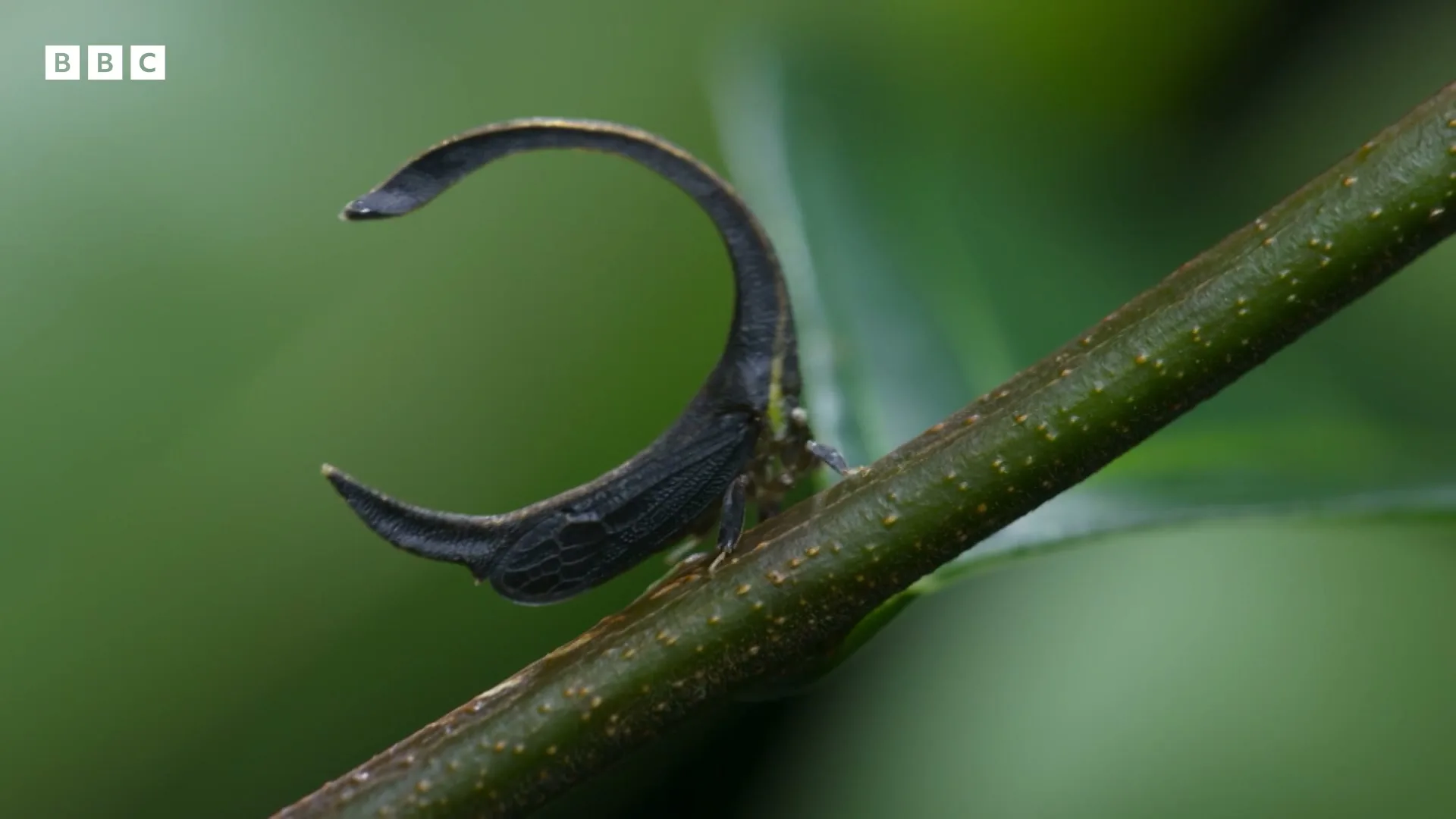 A black treehopper with a crescent-shaped horn on its back is perched on a green stem in a jungle.