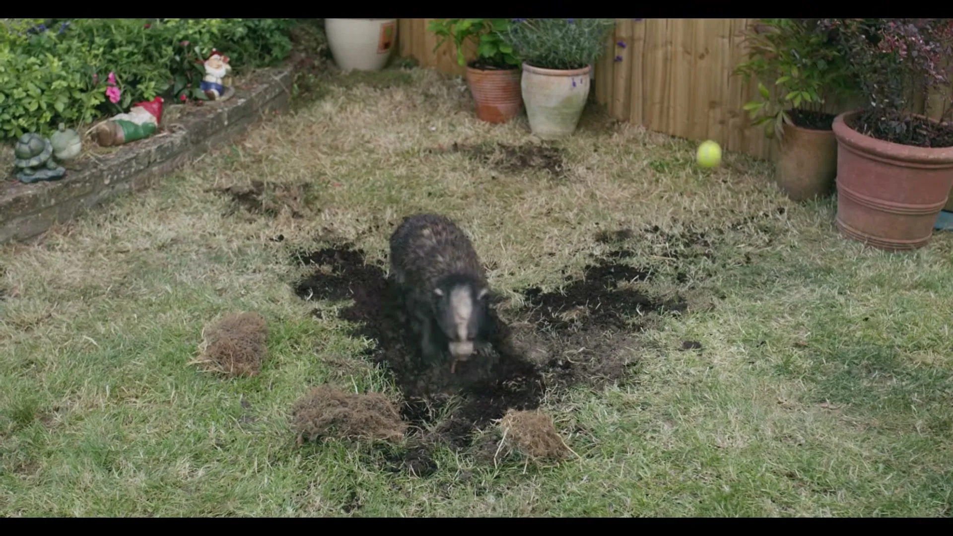 A badger digs a hole in a grassy backyard, surrounded by overturned dirt and a tennis ball bounces in the background.