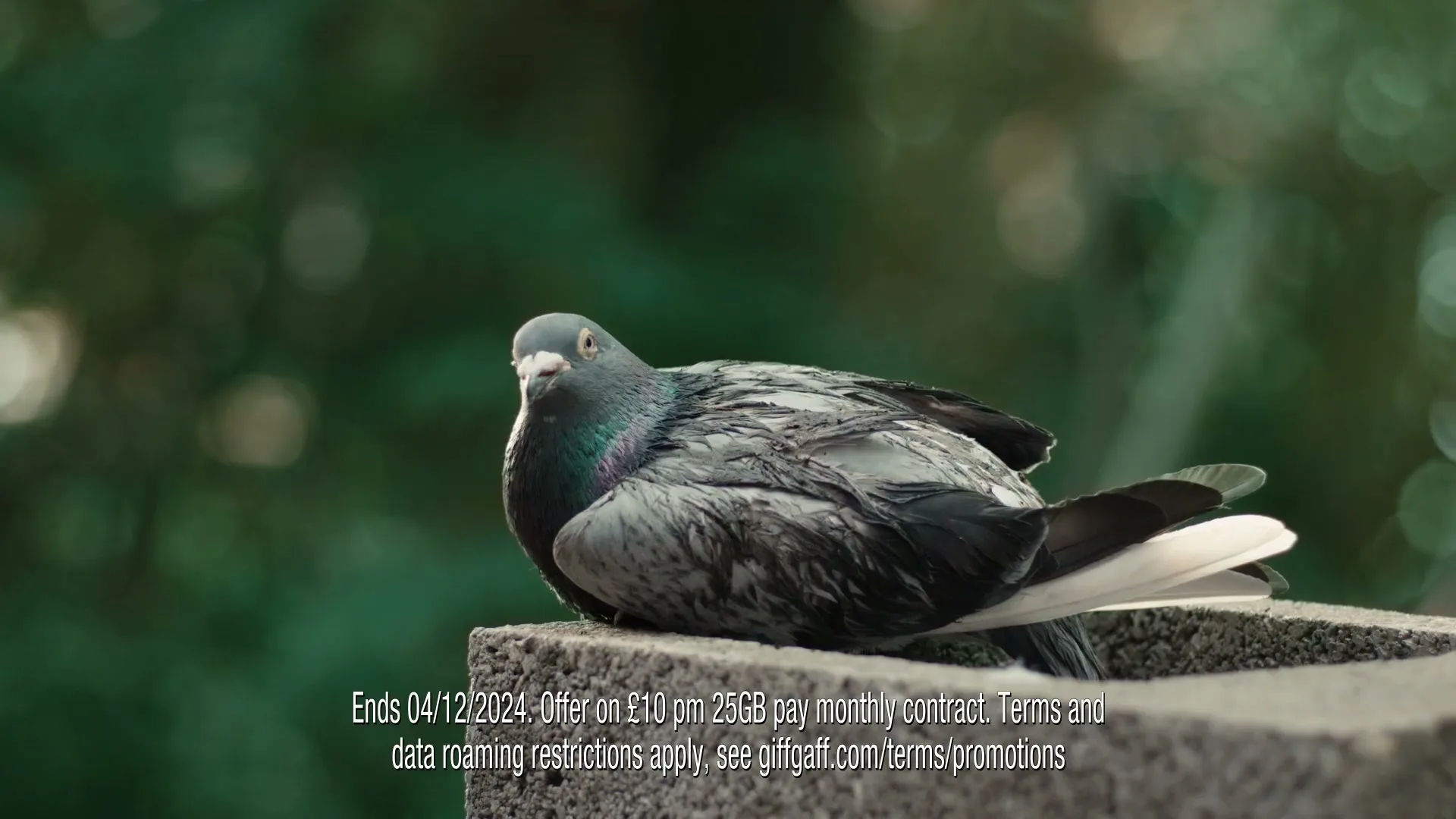 A grey pigeon with iridescent neck feathers sits on a concrete ledge, looking directly at the camera with a green, out-of-focus background.