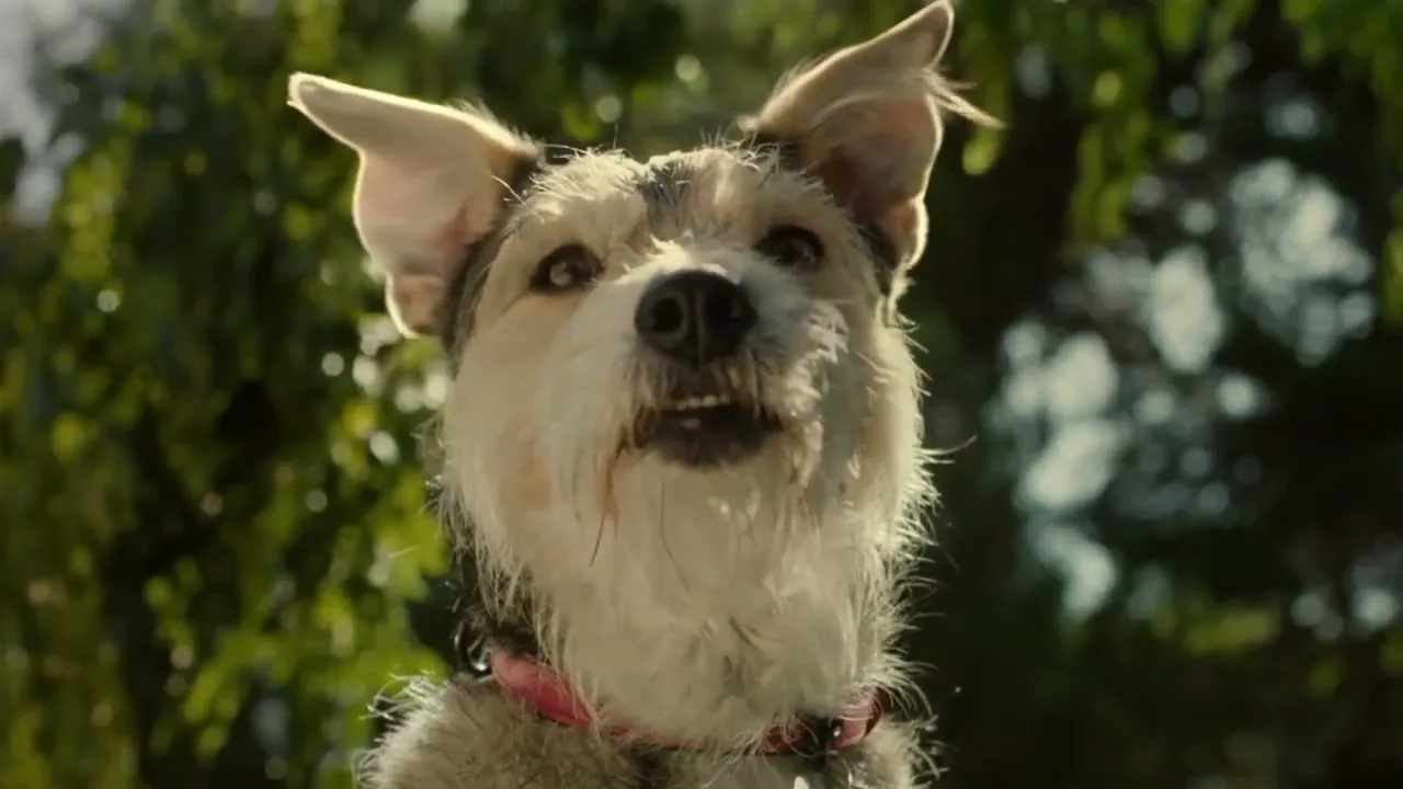 F Cancer “Pick Up Your Poop”, directed by Martín Holzman