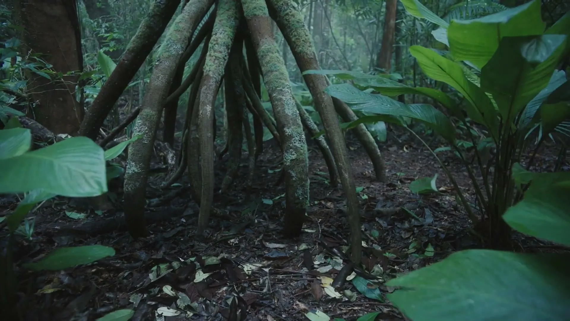 Accenture “Changing Tree” (2024), frame 3