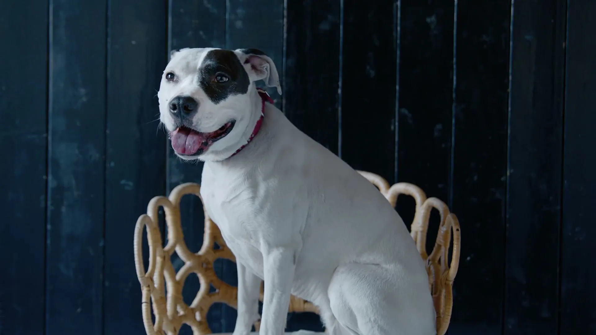 Fetch "What Are They Thinking" (2023) commercial still
