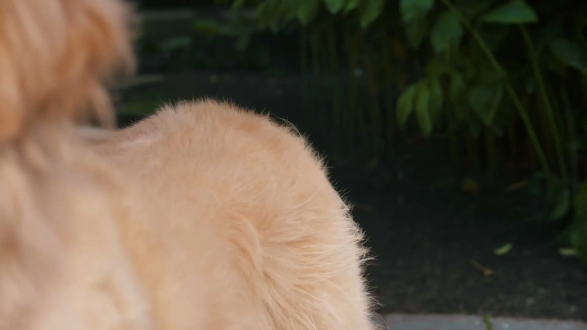 PetSmart “Something Worth Wagging About” (2024), frame 3