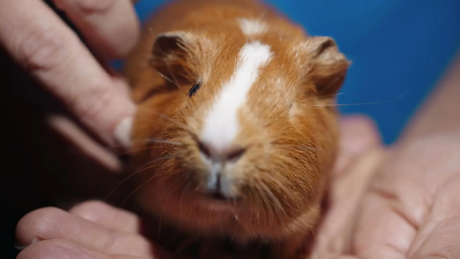 PetSmart “Something Worth Wagging About” (2024), frame 4