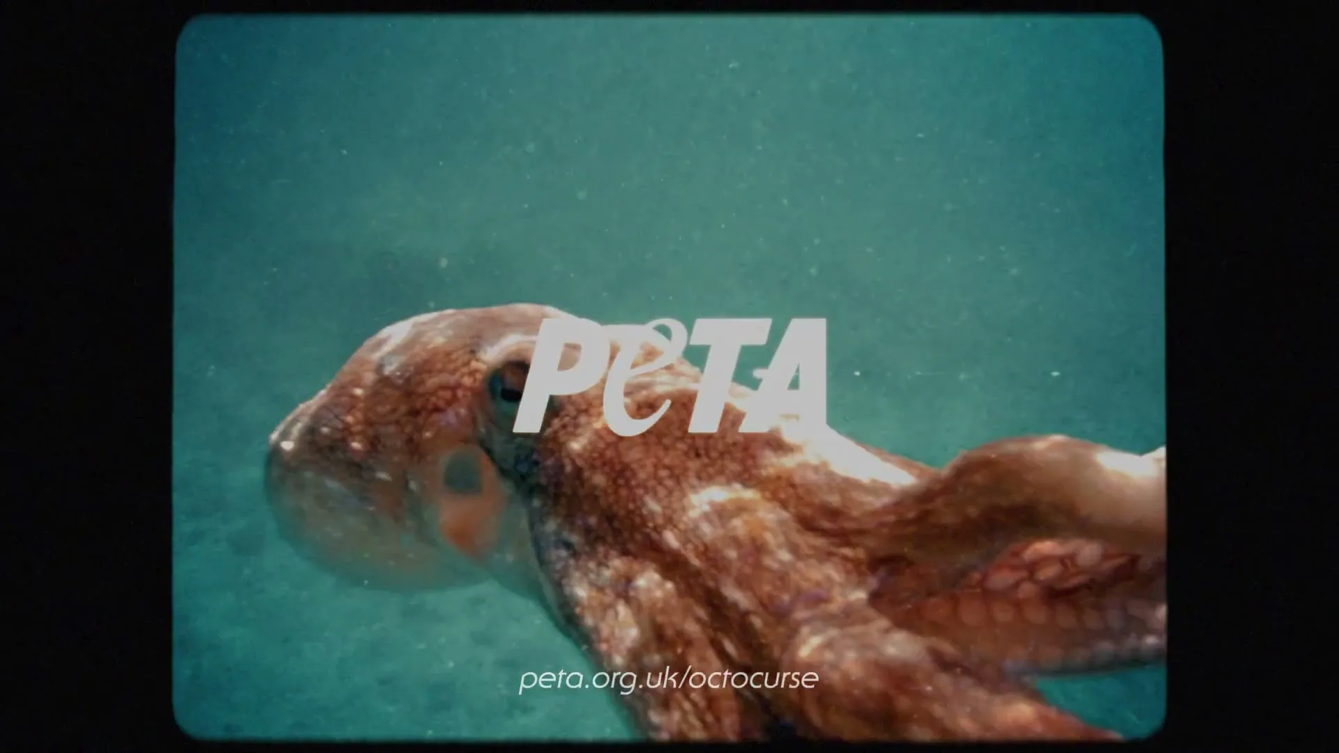 A brown octopus swims in clear blue water, with the PETA logo and website address superimposed on the screen.