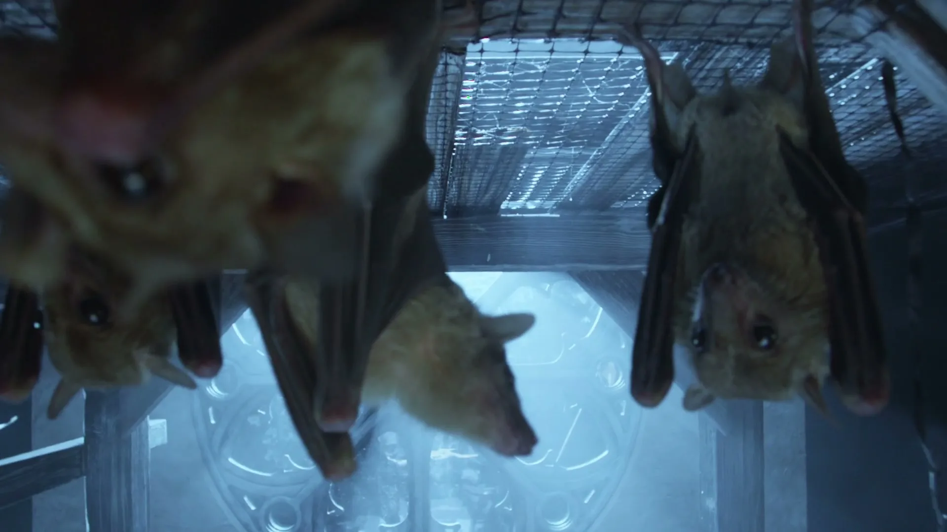 DFS “Animals” (2023), frame 5