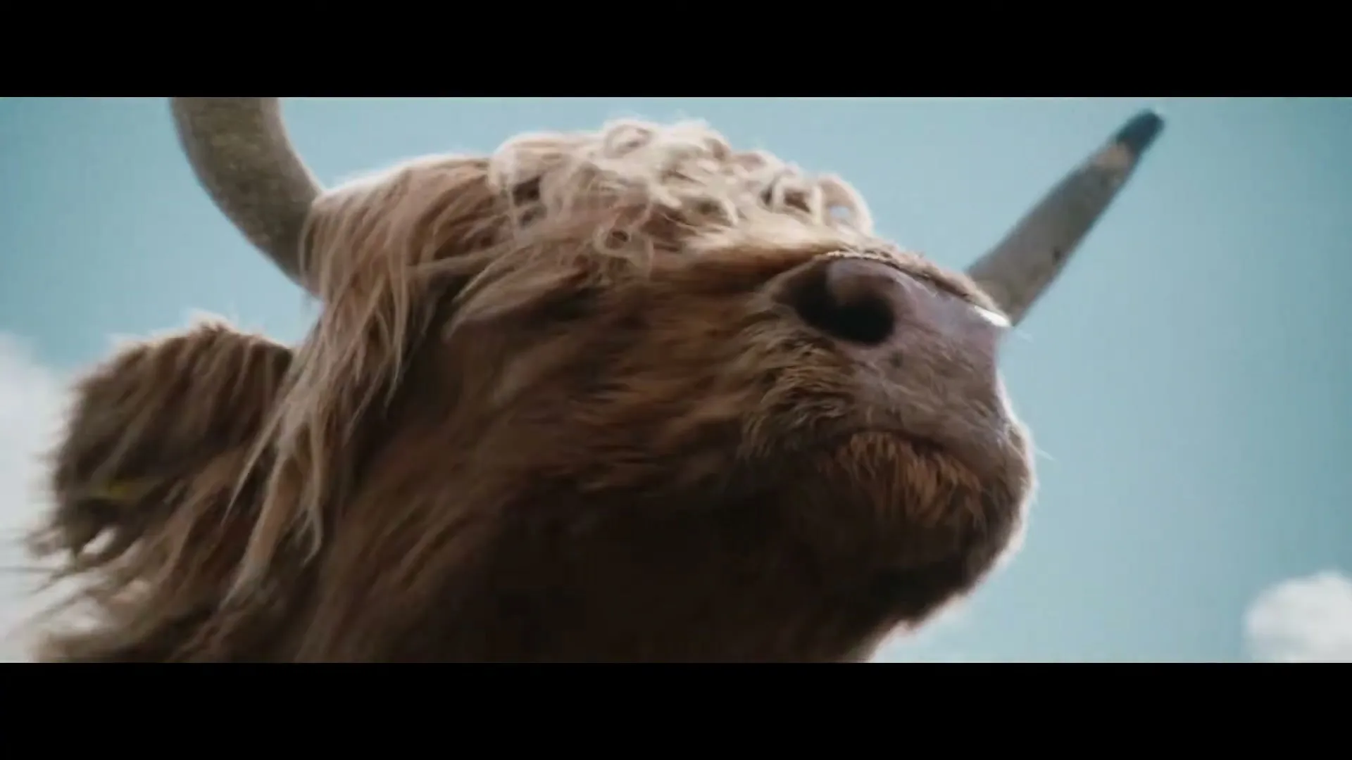 A close-up shot of a shaggy brown Highland cow with horns, looking around against a bright blue sky with white clouds.