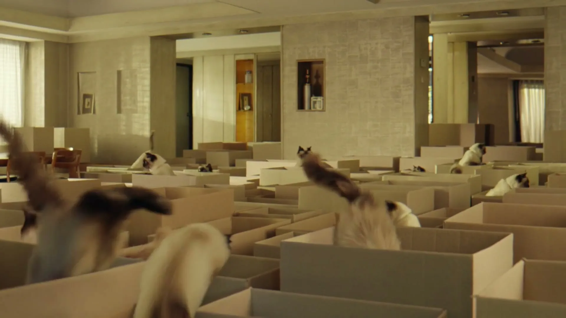 IAMS “Boxes Indoor”, directed by Nick Gordon