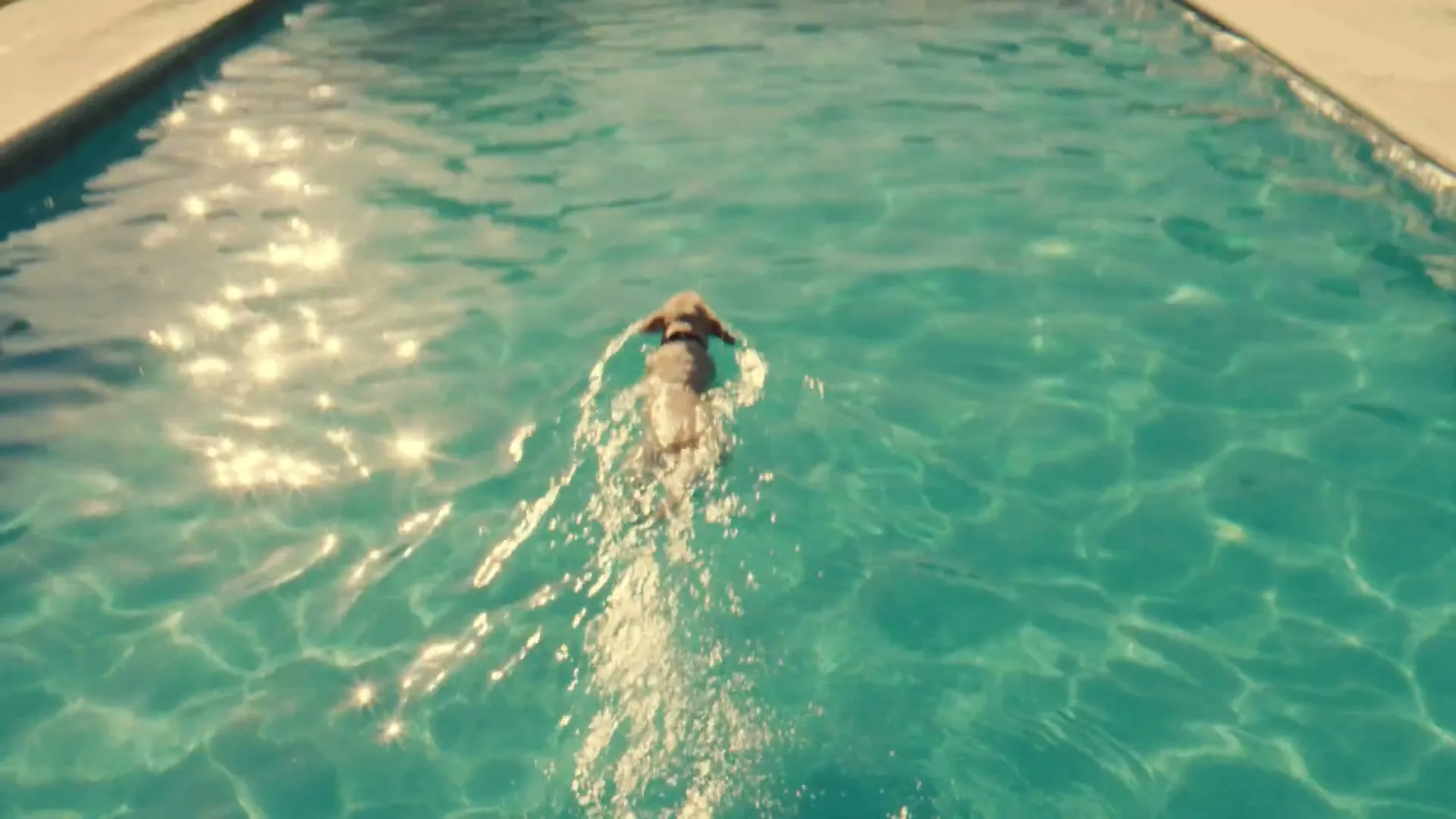 IAMS "Paddle Labrador Retriever" (2025) commercial still