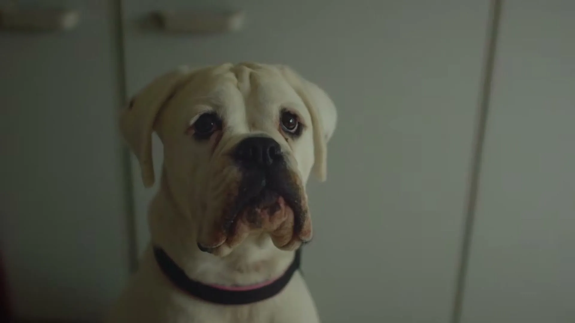 A white boxer dog with a black collar looks up with sad eyes in a dimly lit room.