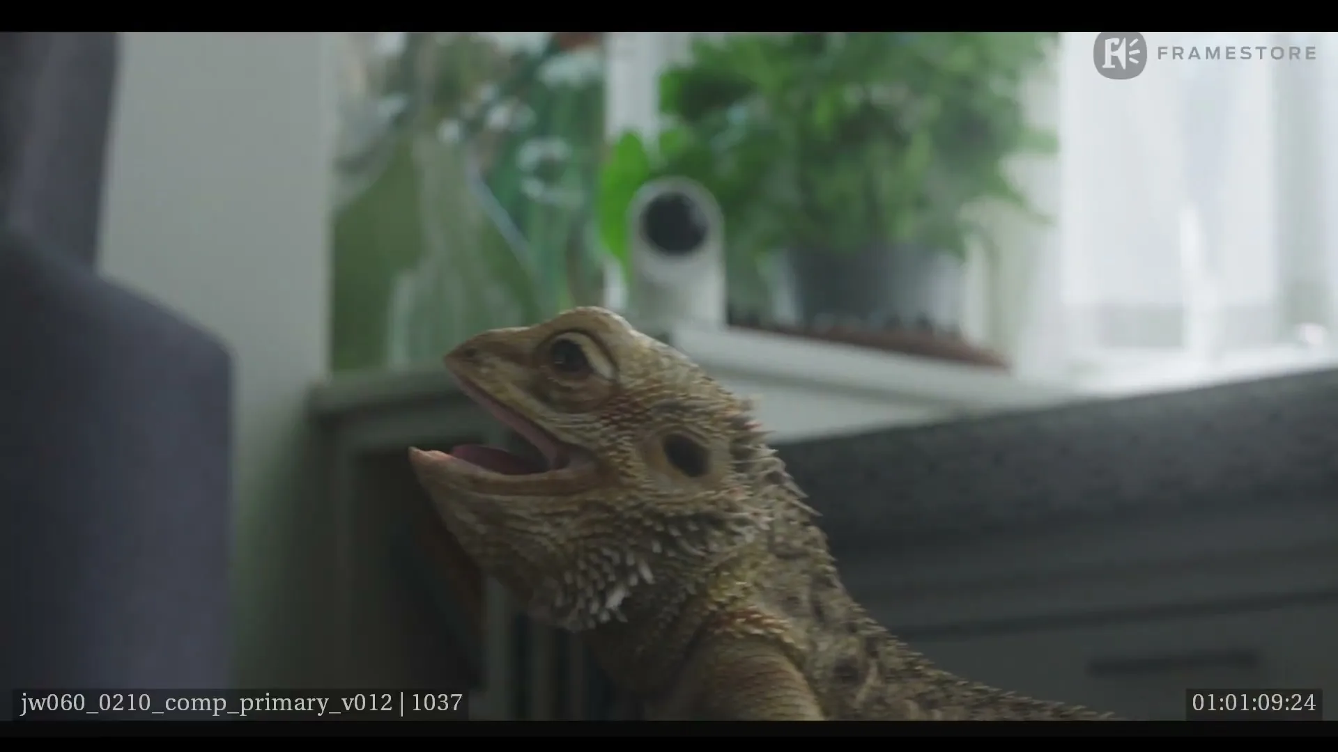 A bearded dragon with its mouth open looks up at a security camera on a shelf next to a window with plants.