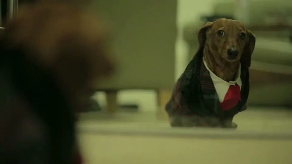 Post Office “Dog Cam Post Office” (2014)