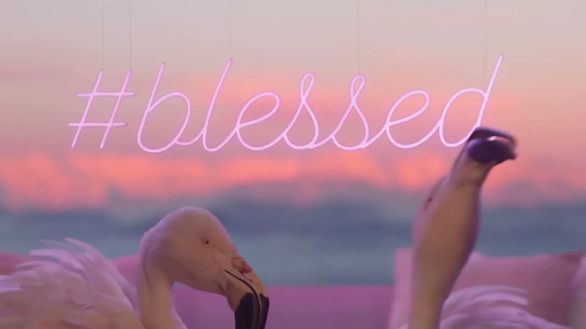 Two pink flamingo statues are in the foreground, with a neon sign that says "#blessed" above them, against a sunset sky.